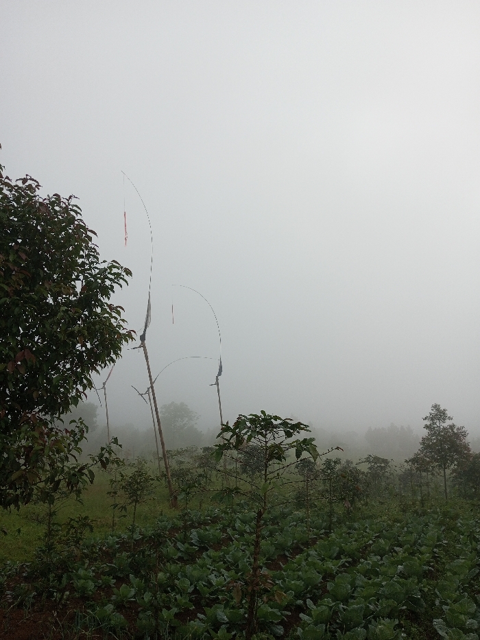 A foggy landscape reveals a field of cabbages under a heavy mist. Young trees are interspersed among the leafy vegetables. Thin, arched poles adorned with small flags or ribbons stand in the distance. A large tree with dense foliage dominates the left side of the frame, adding to the obscured and misty atmosphere. The fog diminishes visibility, enveloping the background.
