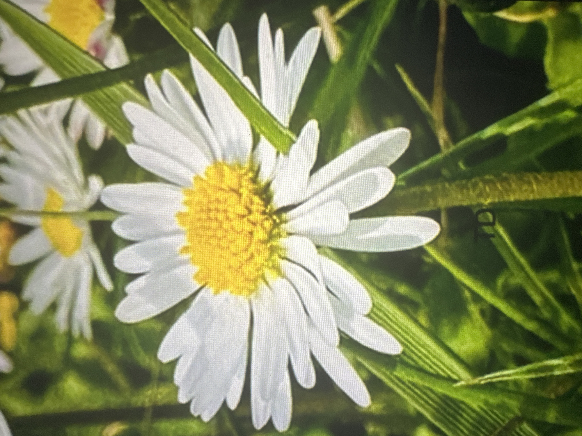 A close-up, slightly blurry photograph displays a white daisy with a yellow center, positioned prominently in the foreground. The daisy is surrounded by vibrant green grass and blades of grass. In the background, other blurred white daisies with yellow centers are visible. The lighting appears to be natural and bright, suggesting an outdoor environment. The image quality is somewhat pixilated, indicating it might be a digital photograph.