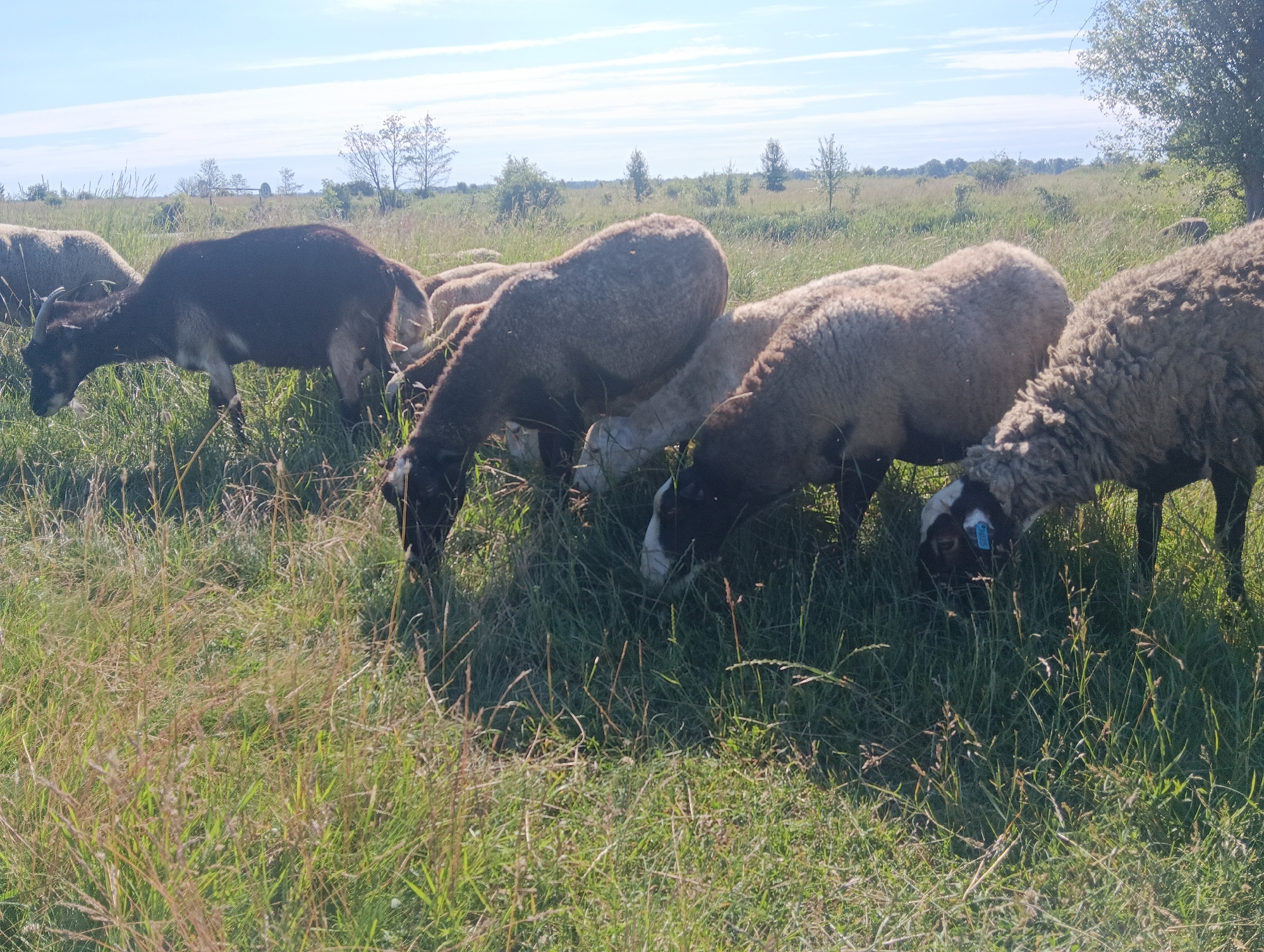 A herd of sheep and a goat graze in a grassy field under a partly cloudy blue sky. The animals are in the foreground, with a line of trees and bushes in the background. A faint windmill can be seen in the distance.
