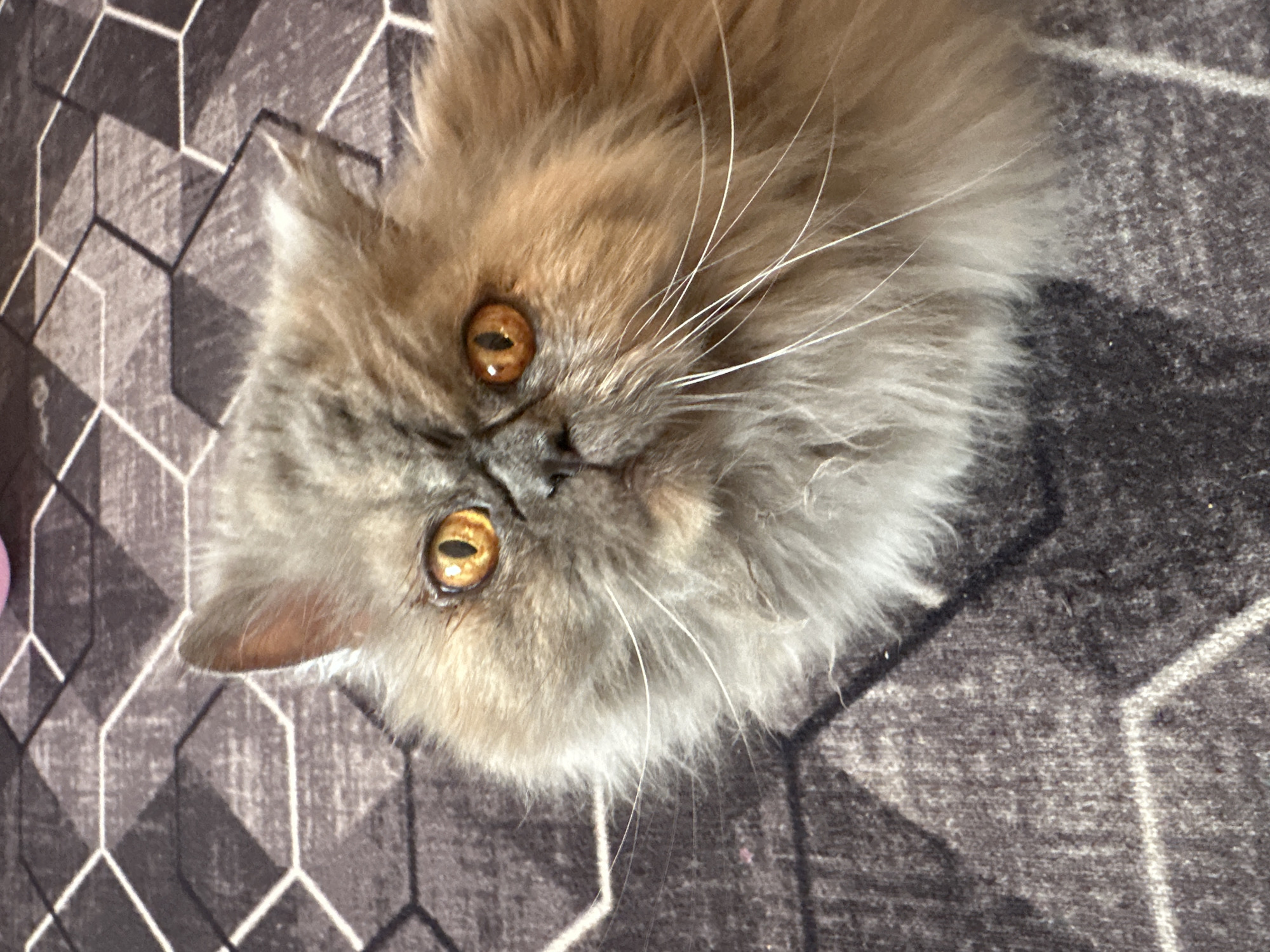A close-up, tilted shot reveals a Persian cat with striking amber eyes. The cat's fur is a mix of grey and light brown. The cat is positioned on a surface with a geometric pattern in shades of grey and white. No individuals or actions are evident, and the environment appears to be indoors. There is no indication of Chaikovsky, Russia.