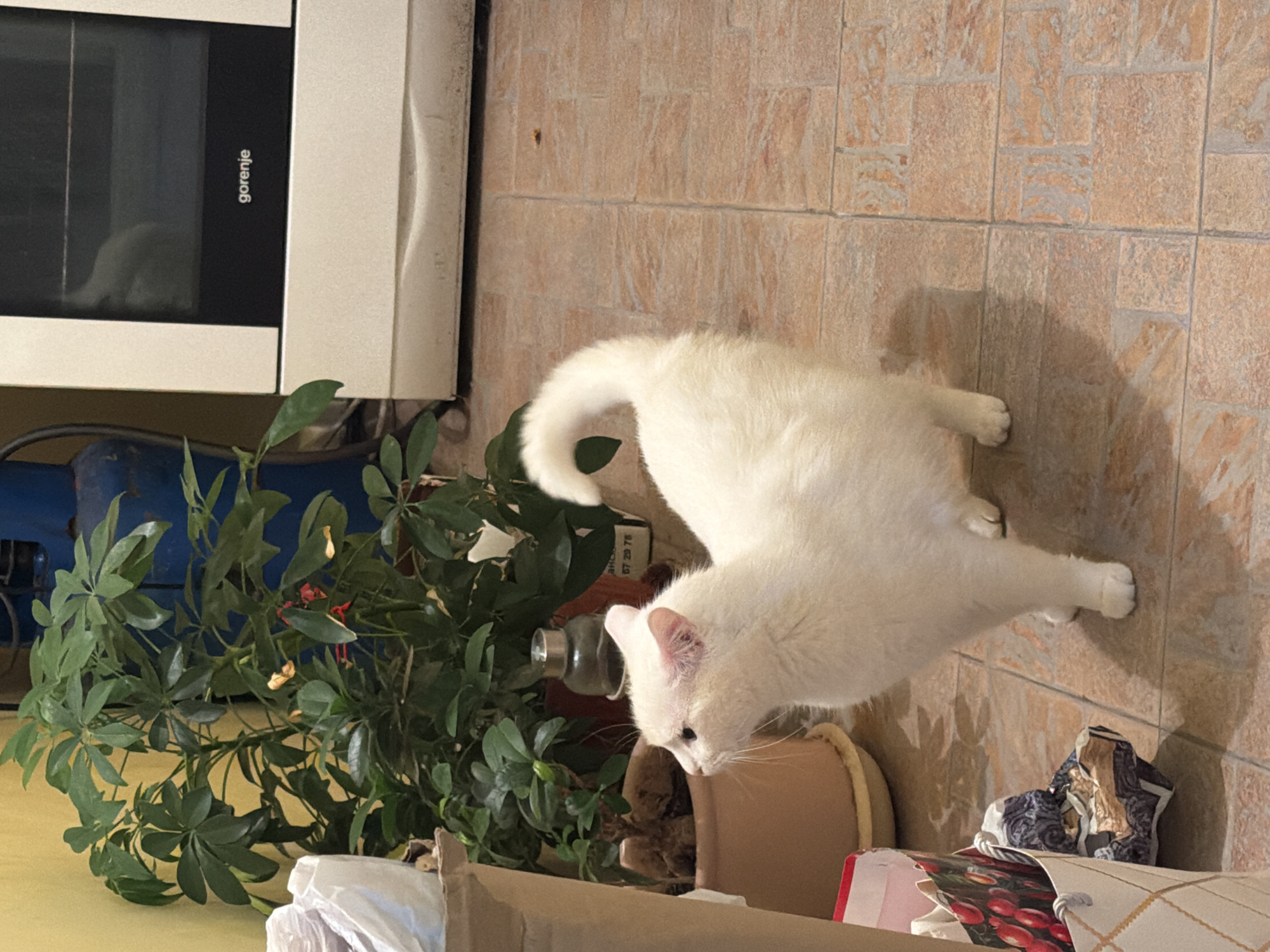 A white cat stands on a tiled floor in what appears to be a residential kitchen in Burgas, Bulgaria. Behind the cat, a potted plant with large green leaves is visible, and to the right, a white Gorenje oven is present. The environment suggests an indoor domestic setting, possibly a kitchen or dining area. The cat is facing left, with its tail curled upwards. There are no other people or animals visible in the image.