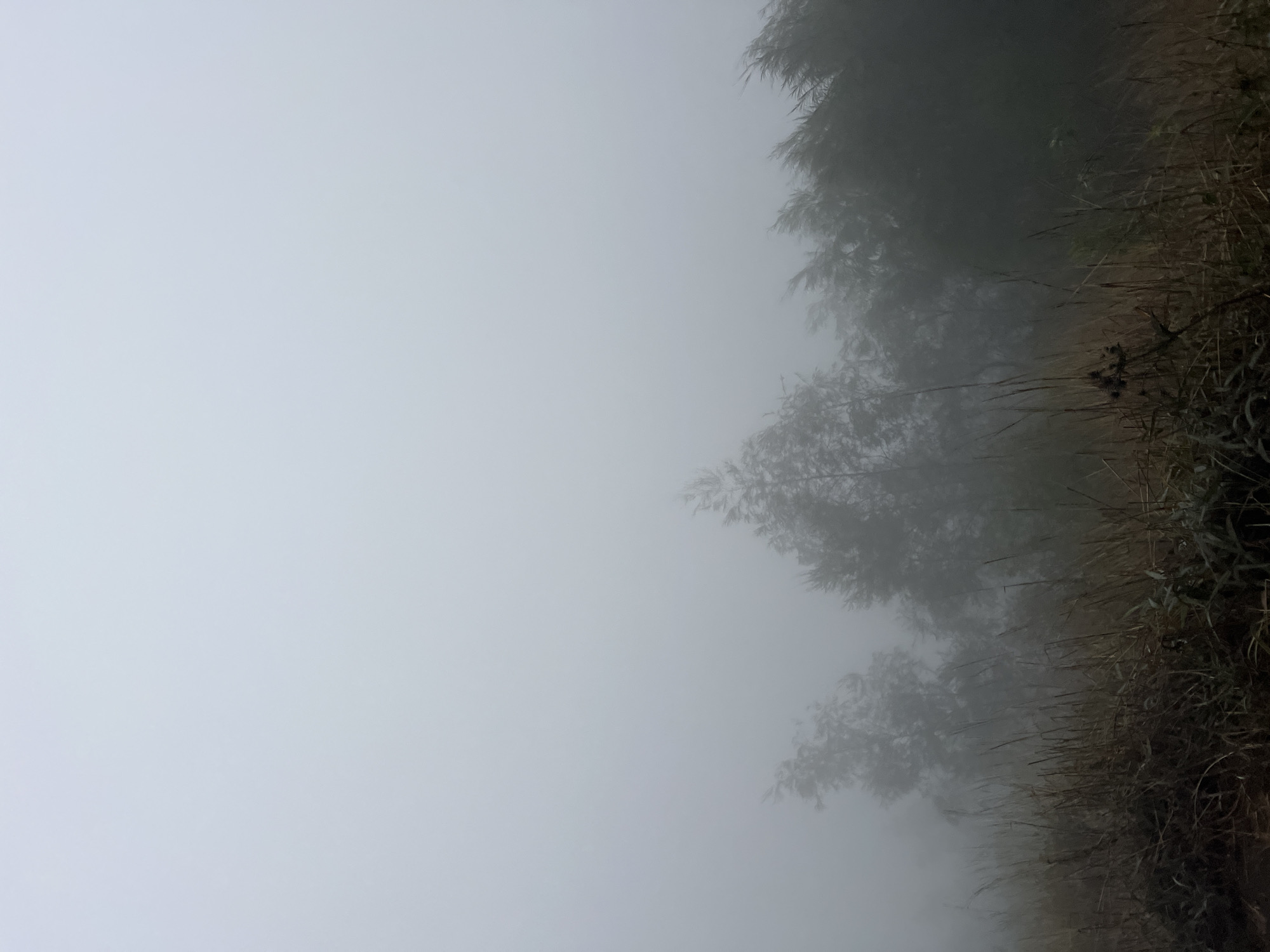 The image depicts a landscape scene shrouded in thick fog, likely in Kintamani, Indonesia, given the context. The foreground is dominated by dry, tall grasses and some sparse vegetation, rendered in muted brown and green tones. Behind the grasses, a line of trees emerges from the fog, their shapes blurred and indistinct. The trees appear to be a mix of conifers and possibly other types of foliage, with branches that seem to be swaying, suggesting a windy condition obscured by the mist. The upper portion of the image is almost entirely consumed by a pale, uniform fog, creating a sense of depth and mystery. There are no people or animals visible in the scene. The overall atmosphere is subdued and ethereal, characterized by the limited visibility and the soft, diffused light.
