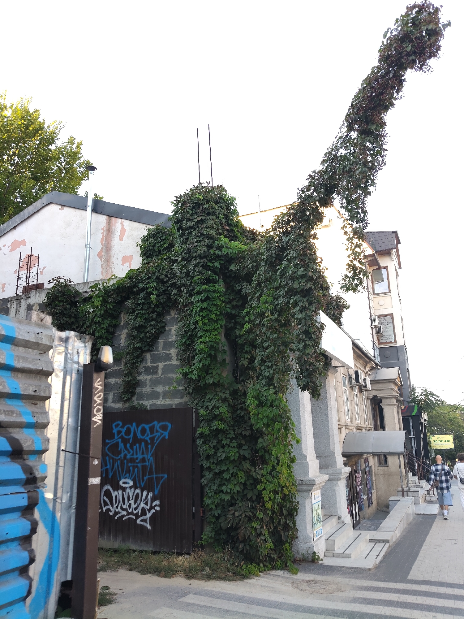 This image depicts a street scene in Chișinău, Moldova, focusing on a building heavily overgrown with ivy. The ivy drapes over a brick wall, covering a dark metal door that is adorned with blue graffiti. The building itself appears to be in a state of disrepair, with some plaster peeling off the facade. To the left, a corrugated metal fence painted with blue stripes is visible. In the background, other buildings, including a narrow, multi-story structure with signage, can be seen. Two individuals are walking away from the camera on the sidewalk. The sky is bright and overcast.