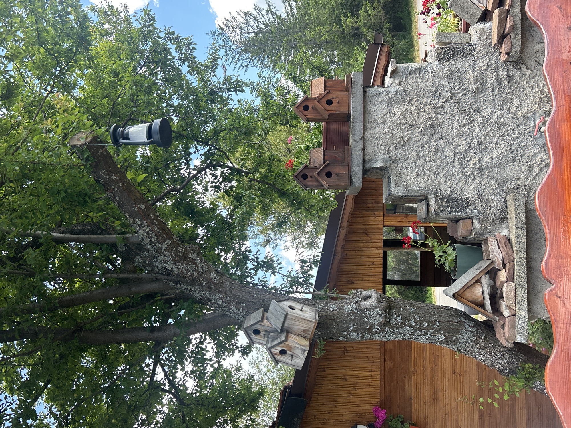 The image depicts a view in Meshtitsa, Bulgaria, featuring a tree with multiple birdhouses attached to its trunk and branches. One birdhouse is mounted directly on a branch, while others are fixed to the tree trunk. A cylindrical, black and white lantern is suspended from a higher branch. Adjacent to the tree, a stone structure supports additional birdhouses. A wooden building stands next to the tree and structure. The background includes foliage and a partially visible sky.