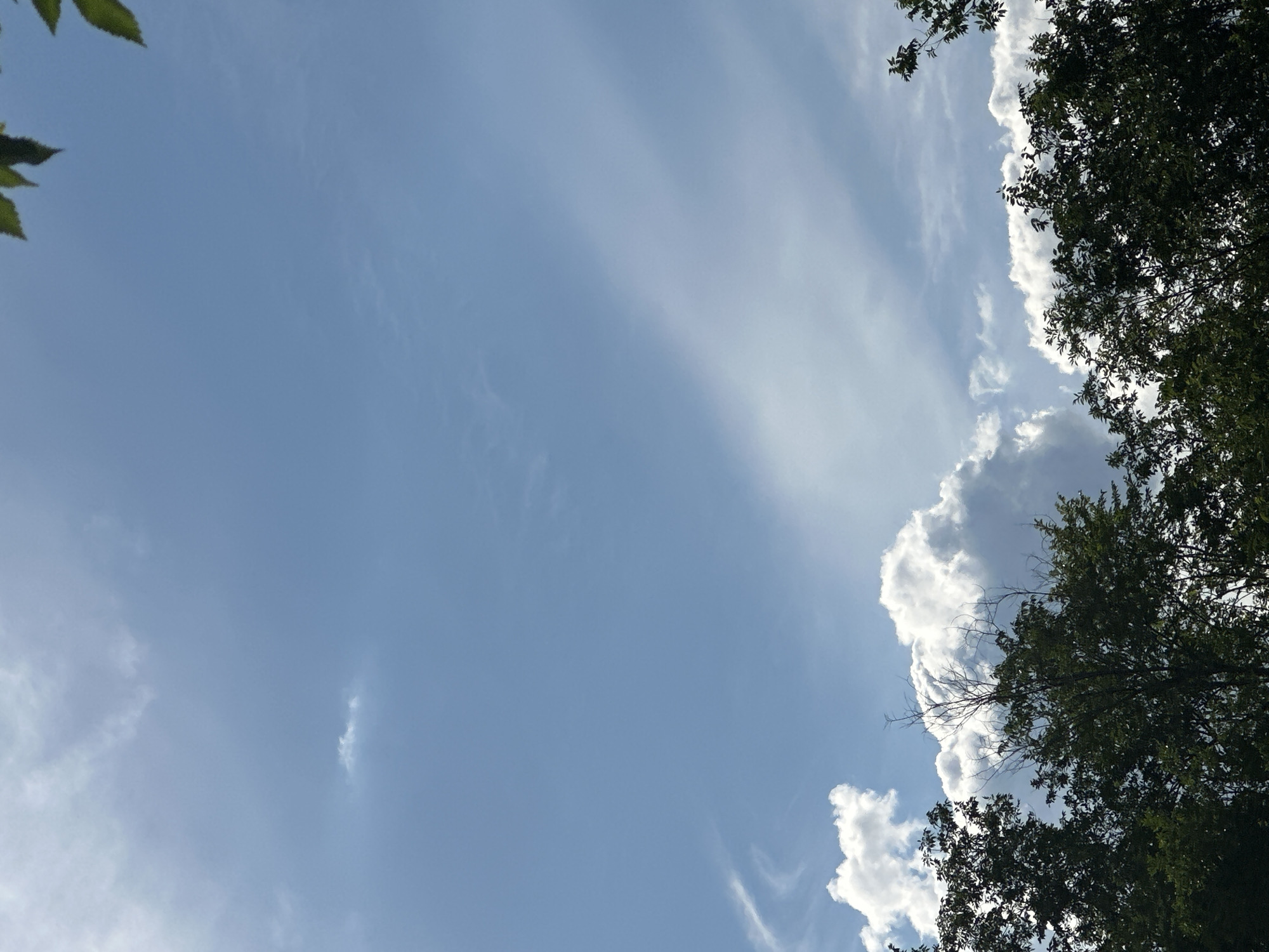 This media file shows a clear blue sky with scattered clouds, framed by the dark green foliage of trees on the right and top left edges. The clouds are varied, with some appearing wispy and thin, while others are puffy and dense, catching the sunlight along their edges. Streaks of light, possibly from the sun, cut diagonally across the sky. The image is oriented vertically, with the sky occupying the majority of the frame. The overall impression is of a bright, sunny day, likely in the late morning or early afternoon, given the intensity of the sunlight and the clear sky. The presence of trees suggests an outdoor setting, perhaps a park or a natural landscape. No people, objects, or text are visible in the image.