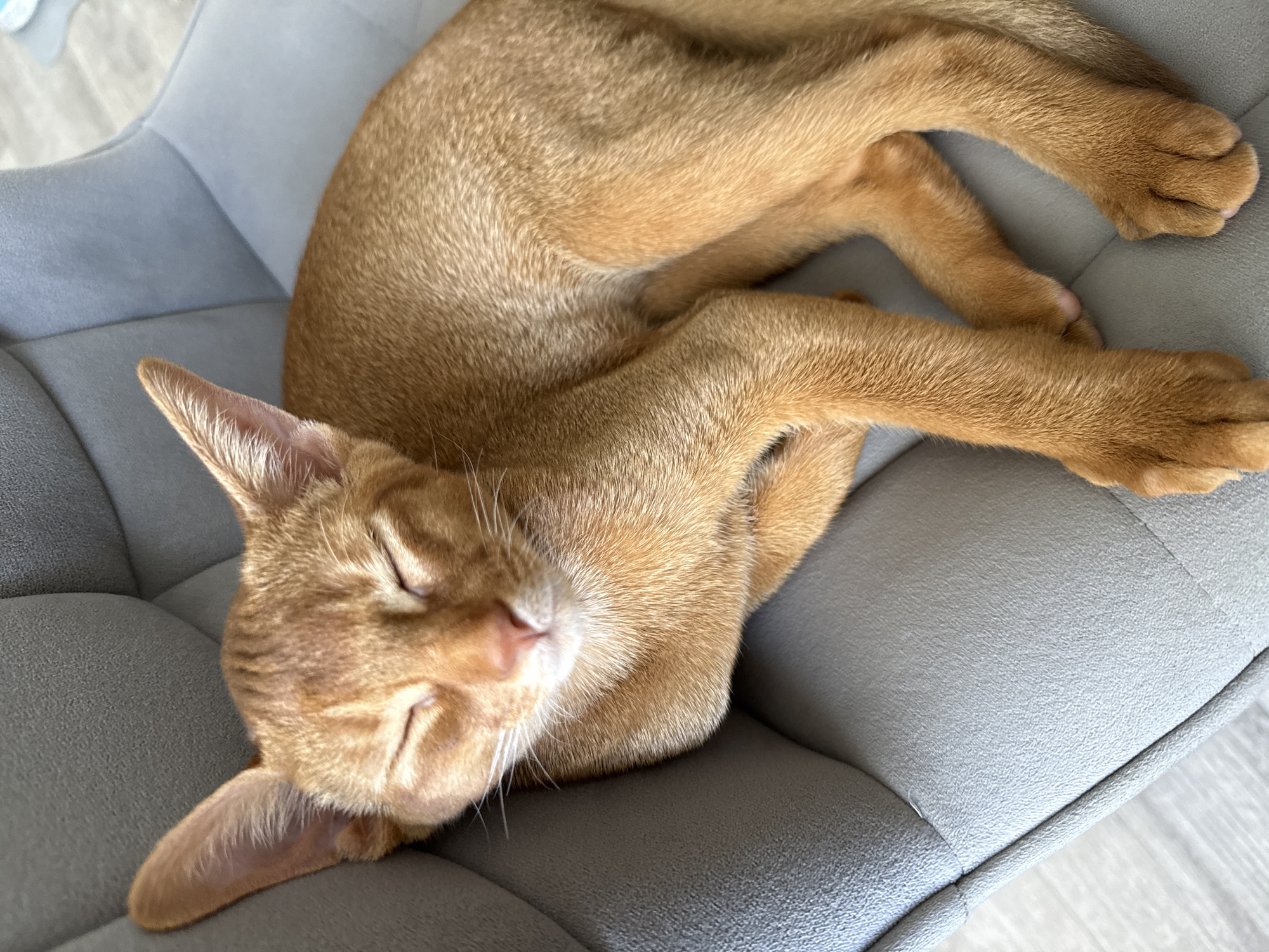 An orange tabby cat sleeps peacefully on a grey upholstered chair in Stary Oskol, Russia. The cat's eyes are closed, and its paws are tucked underneath its body. The chair appears to be in a living room or a similar domestic setting. The lighting suggests it is daytime.
