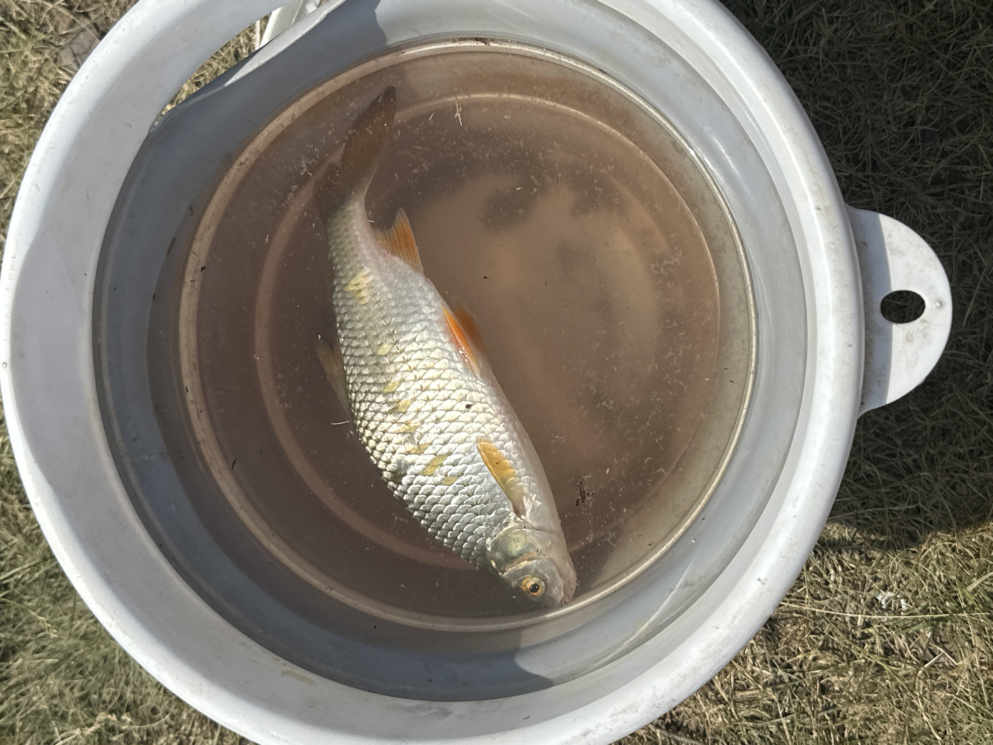 A single fish is partially submerged in dirty water within a white bucket. The fish is silver with yellow and orange fins, and its scales are clearly visible. The bucket is white with grey accents and has a handle with a hole in it. It rests on dry grass and some dirt, suggesting an outdoor setting. The lighting indicates it is daytime, with bright sunlight casting shadows. The scene appears to be in a rural or natural environment, possibly a fishing or camping trip. There is no visible text in the image. The overall impression is one of a successful catch or preparation for a meal.