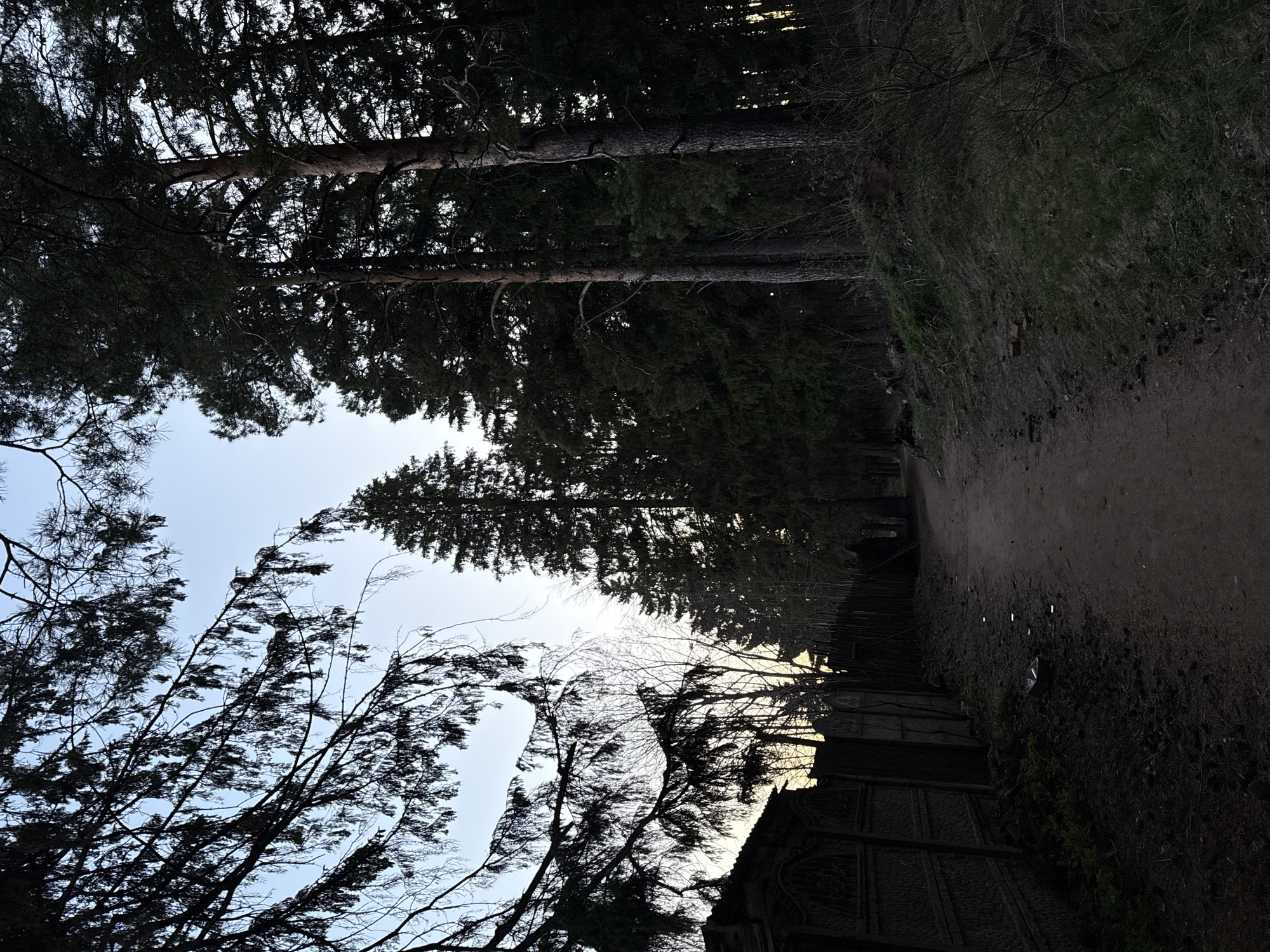 The image shows a dirt path next to a dark fence in what appears to be a forested area. Tall trees line both sides of the path, with bare branches visible against a pale sky. The image is underexposed and appears to be taken during twilight hours. The location is in the city of Votkinsk, Russia, specifically the entrance to the old cemetery of the city.
