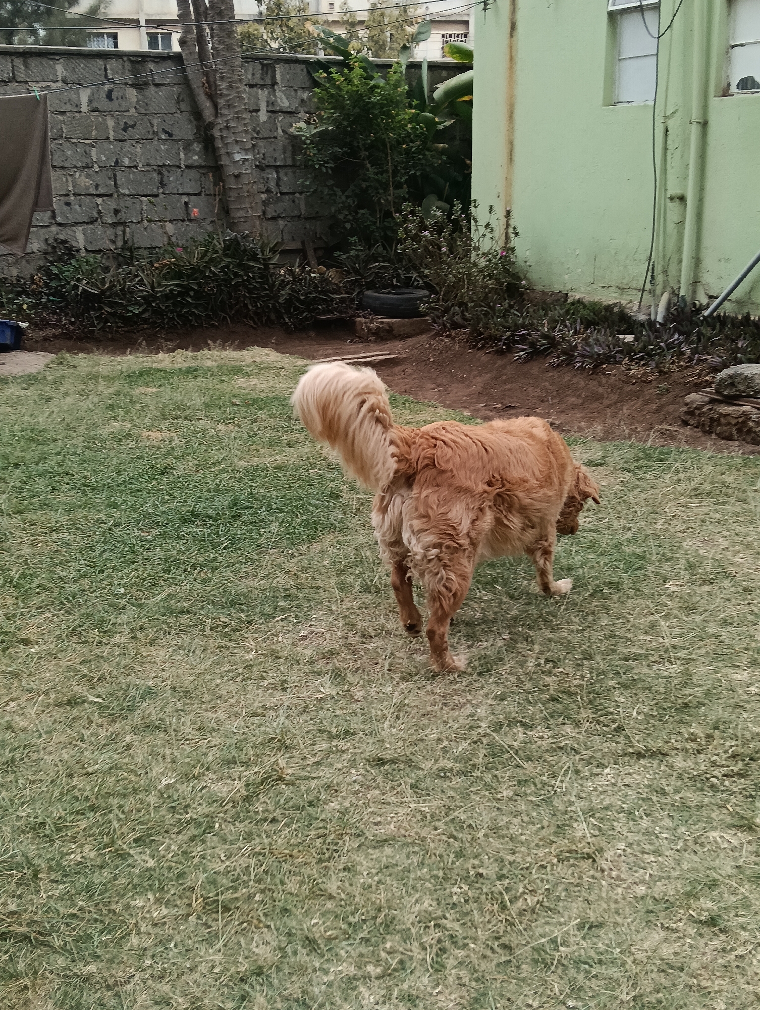 A medium shot captures a medium-sized golden dog with a fluffy tail and shaggy fur from behind, standing on a patchy lawn in what appears to be a residential backyard in Nairobi, Kenya. The dog is facing away from the camera and slightly to the right, with its head lowered as if sniffing the ground. The lawn is mostly green with some dry patches of grass. In the background, a light green painted building with white-framed windows and a drainpipe runs vertically along its side is visible on the right. To the left of the building, a weathered grey brick wall encloses the property. Behind the wall, trees and some residential buildings can be seen. Some dark green leafy bushes are planted along the base of the brick wall and the green building. A dark brown blanket or cloth is draped over the wall on the far left, and a blue plastic container is partially visible on the ground near the wall. The overall scene suggests a casual, outdoor setting in a typical urban residential area.