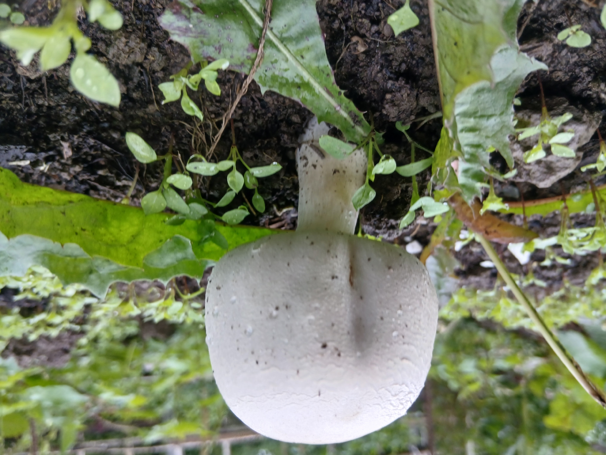 A white mushroom grows in dark soil surrounded by small green plants. The mushroom has a rounded cap and a thick stem. Water droplets are visible on the cap and some of the leaves. The background is out of focus and shows greenery, possibly trees or bushes. A thin, dry twig is visible to the left of the mushroom.