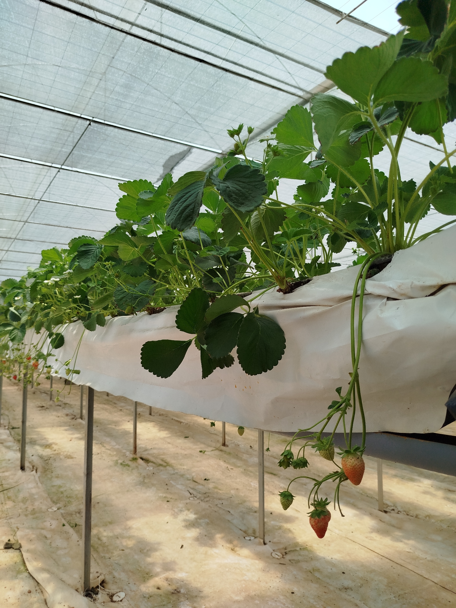 The image shows a hydroponic strawberry farm, possibly located in Lang Biang - Da Lat, Vietnam, given the agricultural practices common in the region. Strawberries are grown in elevated, white plastic troughs supported by metal frames. The plants have lush green leaves and some strawberries are hanging down, some are ripe red, while others are unripe green. The structure is under a semi-transparent roof, likely to regulate sunlight and temperature. The floor is covered with plastic sheets.