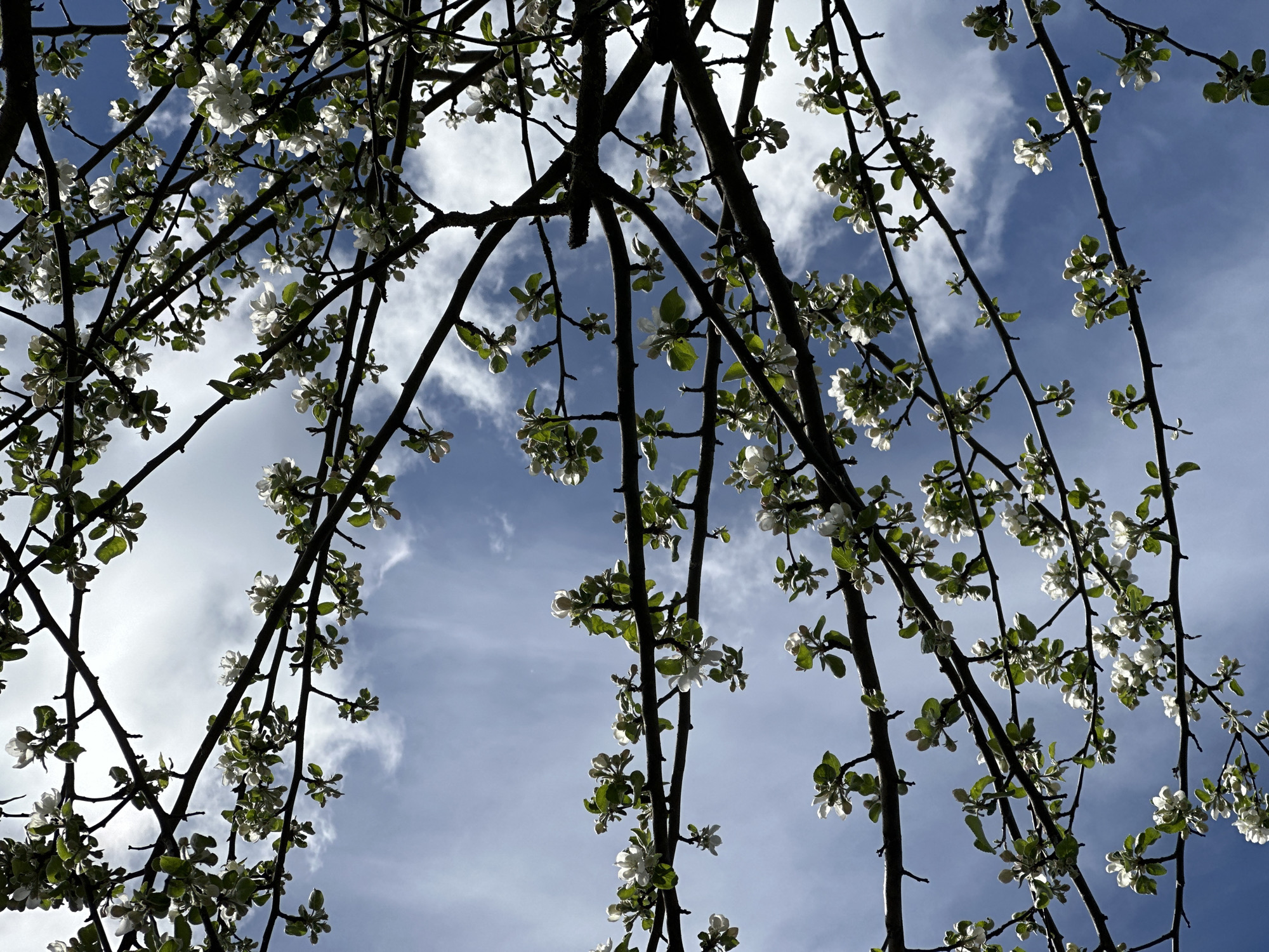 The image shows branches of a tree with white blossoms set against a blue sky with scattered clouds. The view is looking upwards through the branches, creating a frame-like effect. The tree branches are dark and somewhat bare, save for the numerous blossoms and small green leaves. The blossoms appear delicate and are illuminated by sunlight. The sky is a clear blue with patches of white clouds. The image does not provide any information to place it in the city of Nizhny Novgorod, Russia, or include details about people, subjects, objects, actions, and interactions.