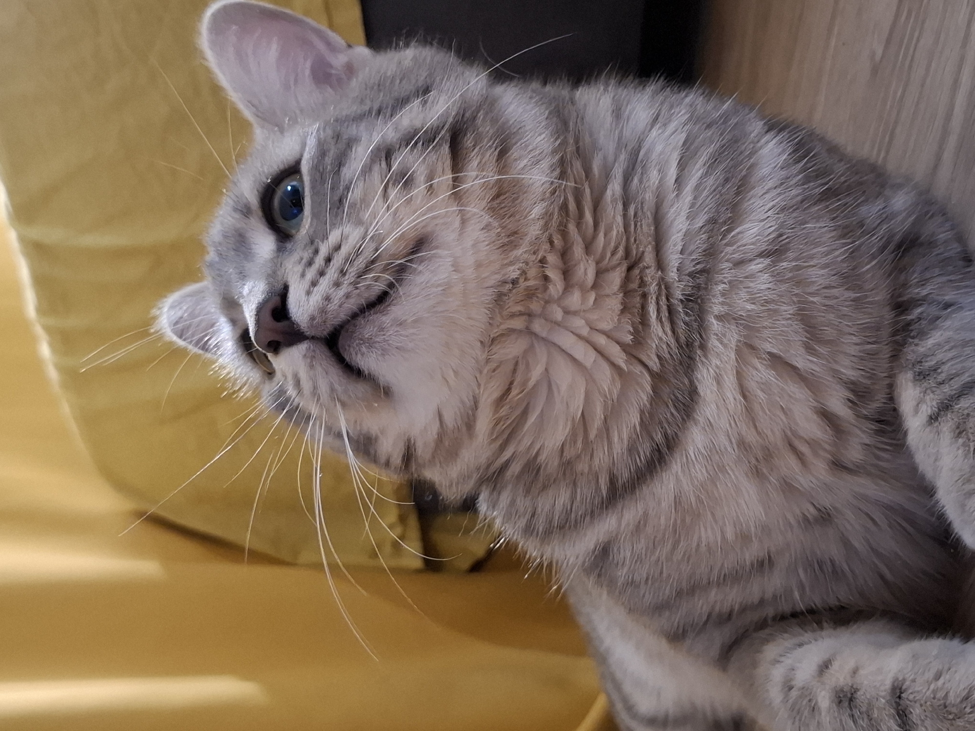A domestic cat with tabby markings is lying on a wooden floor. The cat is facing upwards and to the left, with its head tilted. Its eyes are open and looking in the same direction. A yellow curtain is visible in the background, to the left of the cat. The cat's fur is gray and black, with distinct stripes. The image does not contain any information that would indicate its location in Zemun Urban Municipality, Serbia.