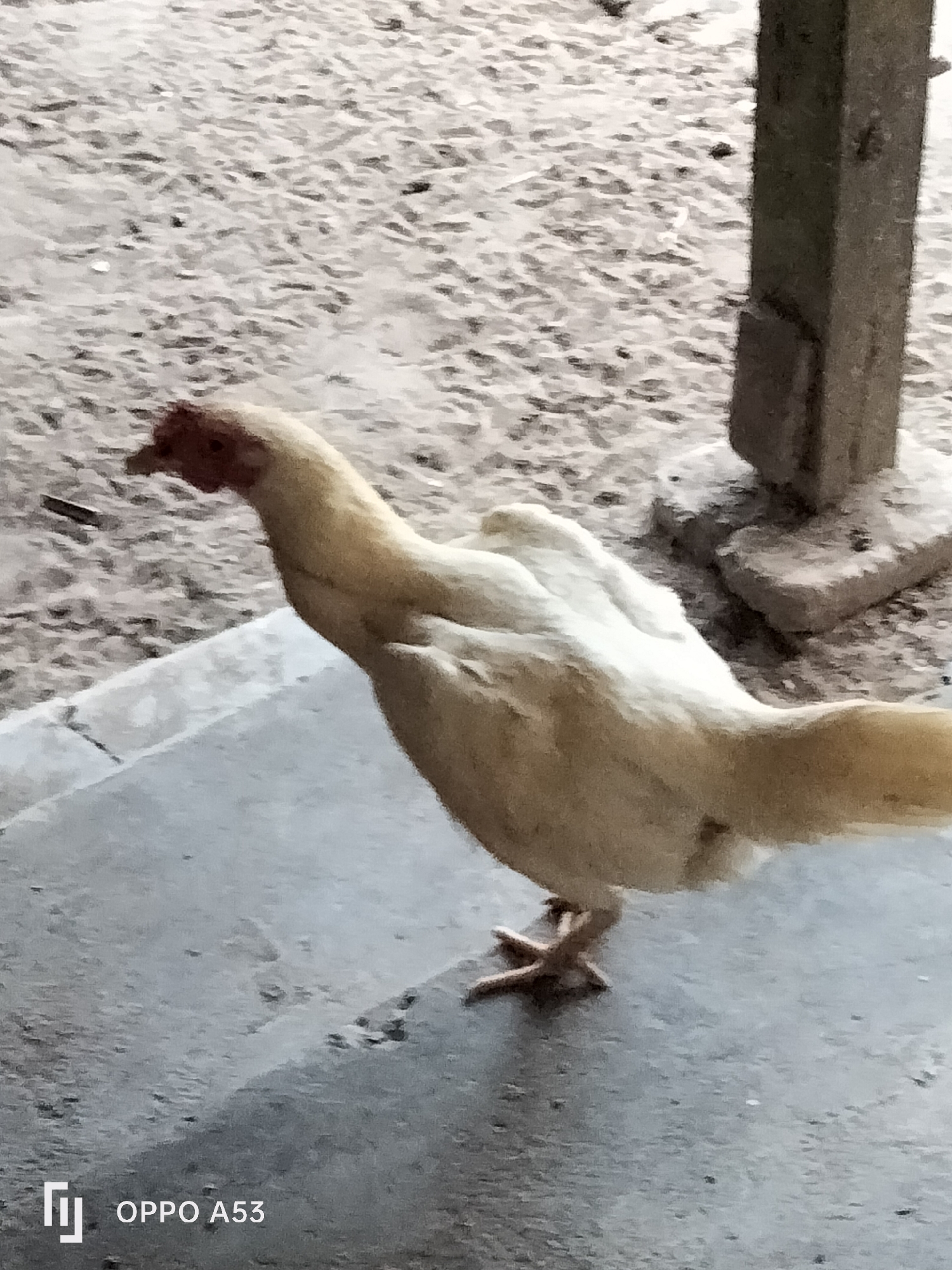 A light-colored chicken with a red comb and wattle stands on a gray, elevated surface, likely a concrete step or platform. The chicken is facing left with its head slightly lowered. The background consists of dry, sandy ground with small pebbles and a rustic wooden post. The image is of low resolution and appears to have a watermark at the bottom left corner that reads "OPPO A53." The scene is outdoors, suggesting a rural or semi-rural environment. This image was captured in Trenggalek, Indonesia.