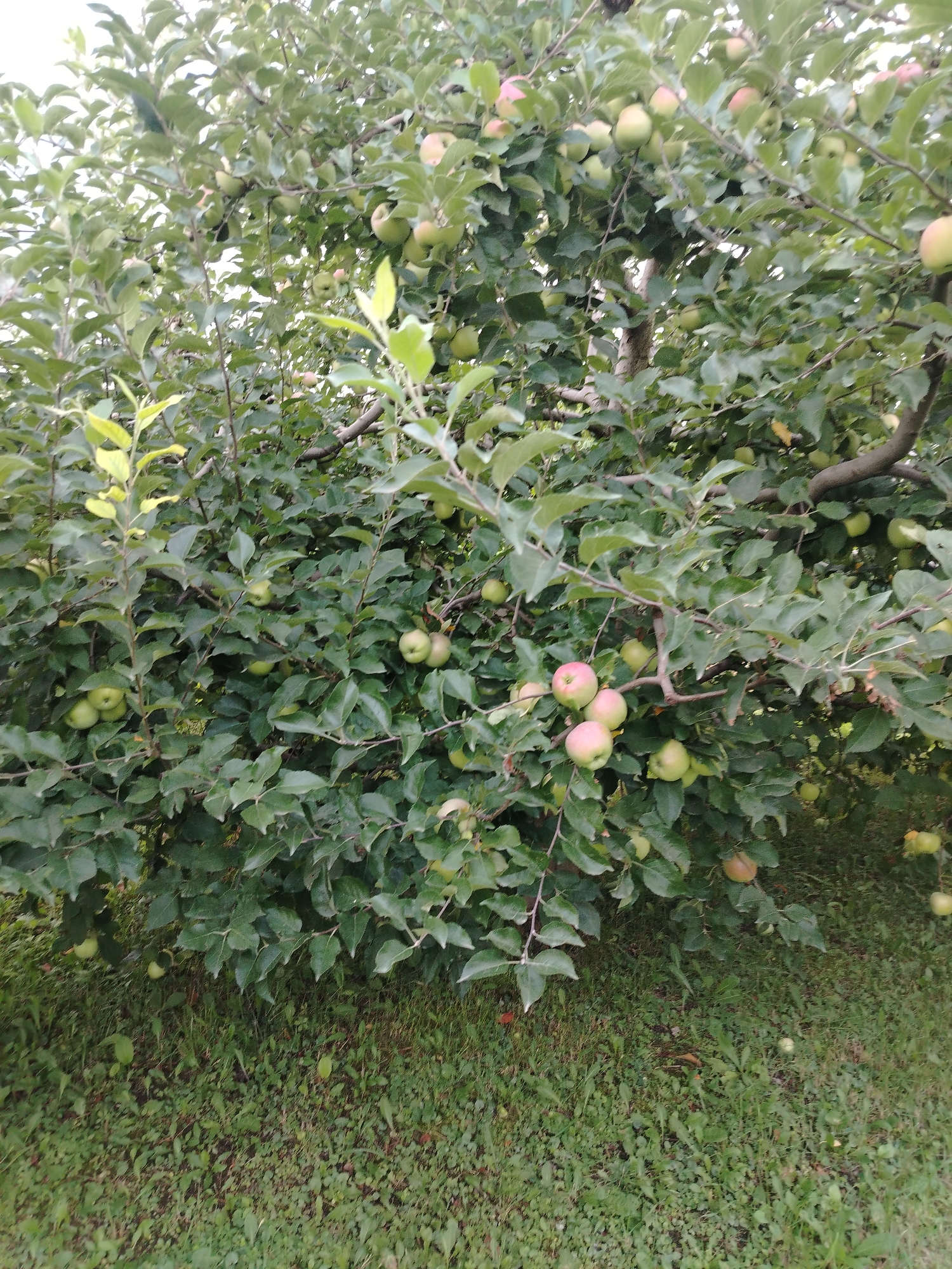 An apple tree laden with fruit stands in a grassy area. The apples are a mix of green and pinkish-red. The tree's branches are dense with green leaves, partially obscuring the view of the apples and the background. The ground is covered in short, green grass with some scattered dry leaves and small patches of exposed soil. The lighting suggests it may be an overcast day or late afternoon. The scene is situated in the city of Атажукино, Russia.