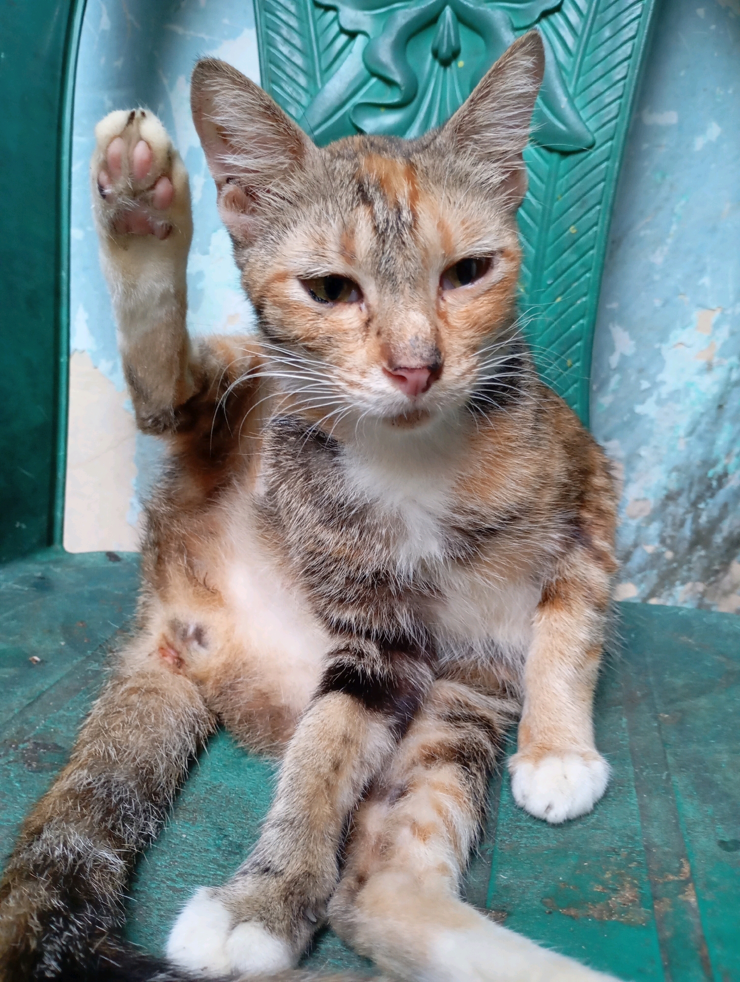 A calico cat is seated on a green plastic chair, its left paw raised in a gesture that resembles a wave. The cat has patches of orange, brown, black, and white fur. Its eyes are partially closed, giving it a relaxed or perhaps sleepy expression. The background consists of a blue, weathered wall with peeling paint and the textured surface of the chair. The scene appears to be outdoors, possibly in a residential area, based on the general setting and the condition of the wall. The image was taken in Balikpapan, Indonesia.