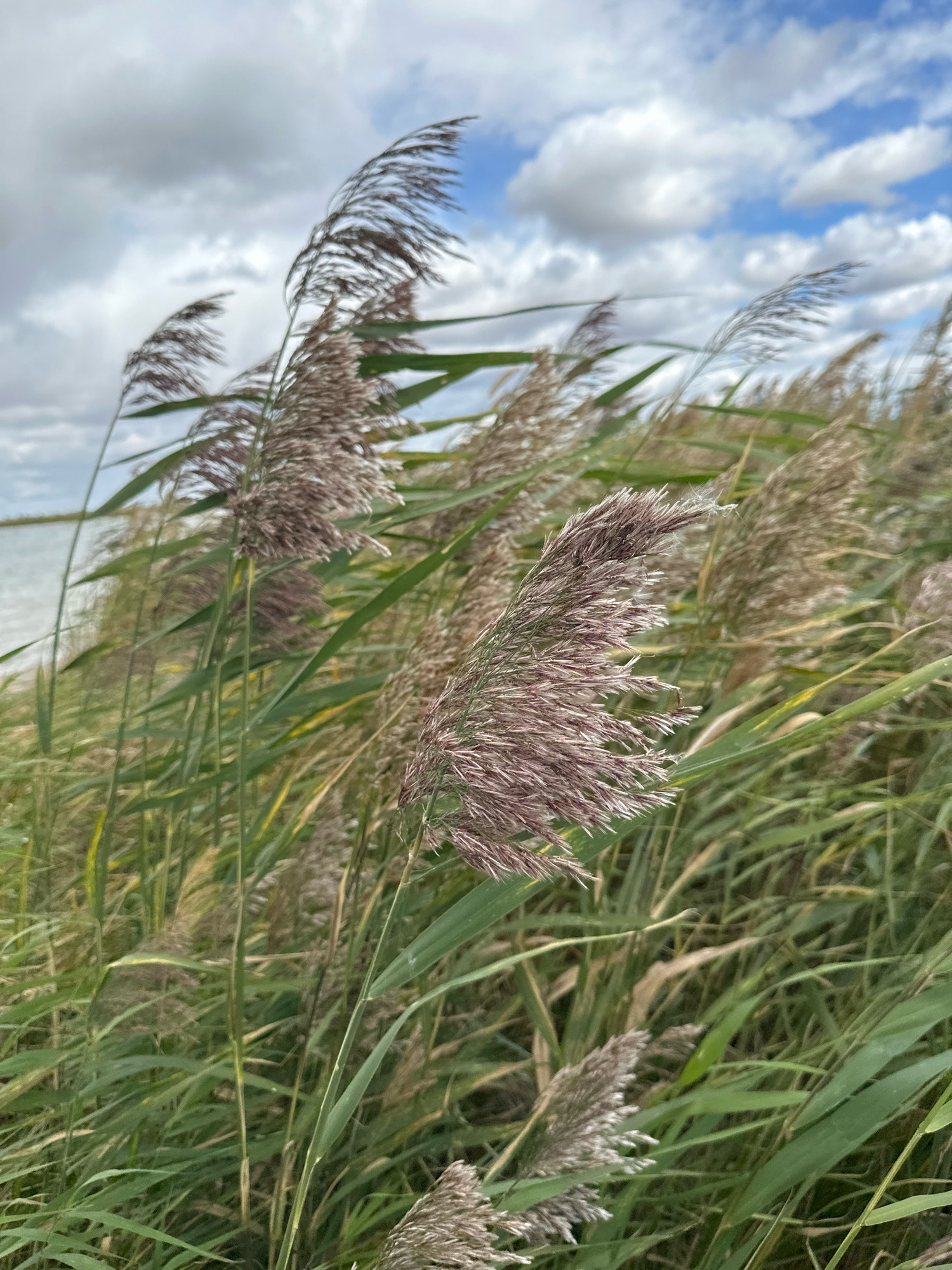 The image shows a close-up of tall reeds swaying in the wind, with a body of water and a cloudy sky in the background. The reeds are a mix of green and brown, with feathery seed heads. The water appears calm, reflecting the sky. The sky is a mix of blue and gray clouds, indicating an overcast day. The location is identified as Tsabeleevka, Kazakhstan. There are no people or animals visible in the image. The scene suggests a natural, outdoor environment, likely a wetland or lakeside.