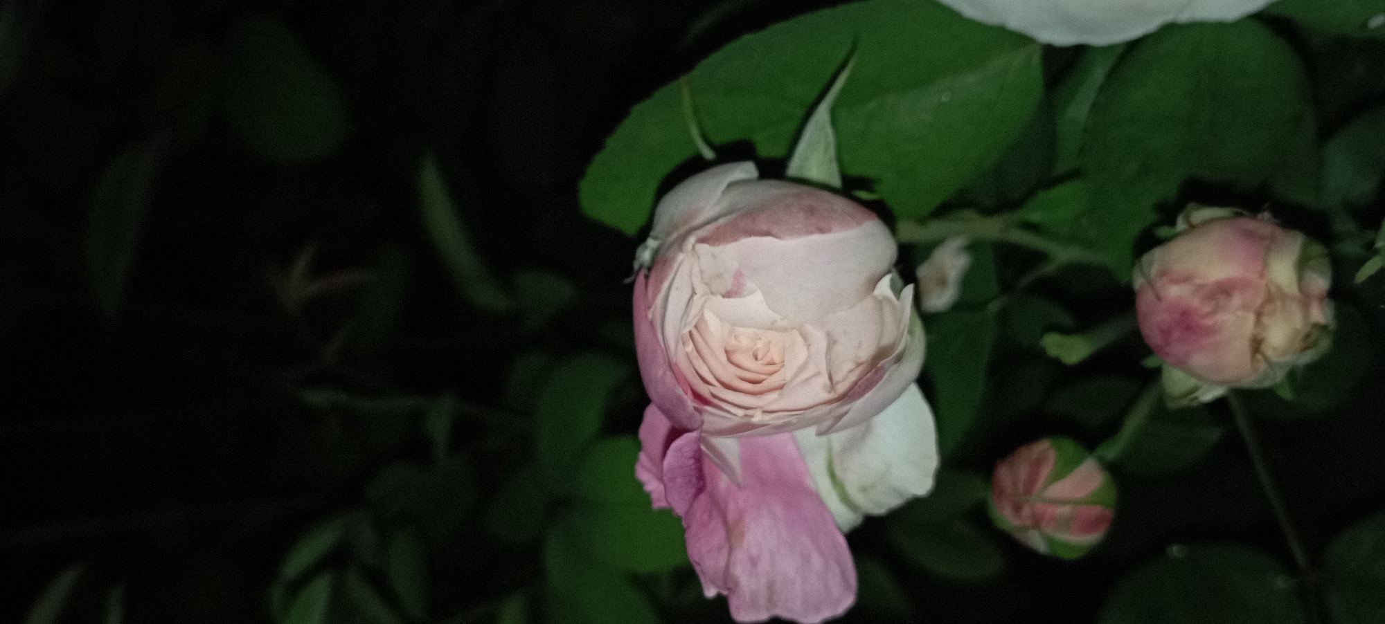 The image shows a close-up of several pink and white rose buds and a partially opened rose. The background is dark and out of focus, with hints of green foliage suggesting an outdoor setting at night. There are no people or animals visible in the image. The scene appears to be a garden or a natural environment where roses are growing. The specific location in Radisne, Ukraine, is not discernible from the visual information provided.