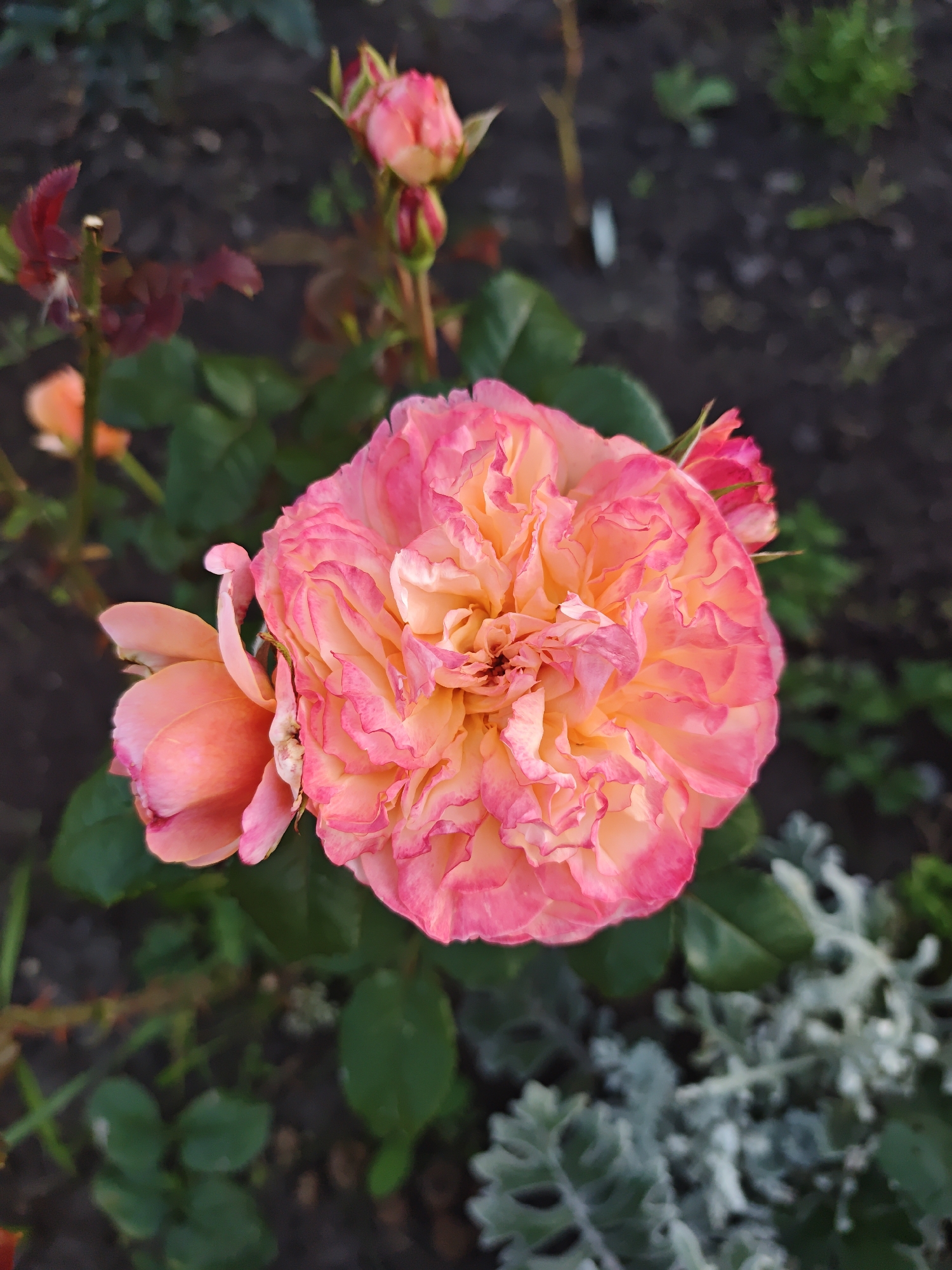 A close-up, eye-level shot focuses on a vibrant, multi-petaled rose in full bloom. The rose exhibits a gradient of colors, shifting from a soft peachy-orange at its center to a bright pink at its ruffled edges. Two smaller, unopened rose buds in similar shades of pink and orange are visible to the left and upper right of the main bloom. The rose is surrounded by dark green foliage, and the background is a blurred mix of dark soil and lighter green and gray leafy plants, suggesting an outdoor garden setting. The lighting appears to be soft, possibly from early morning or late evening, casting gentle shadows and highlighting the delicate texture of the rose petals. The overall impression is one of natural beauty and the peak of the rose's bloom.