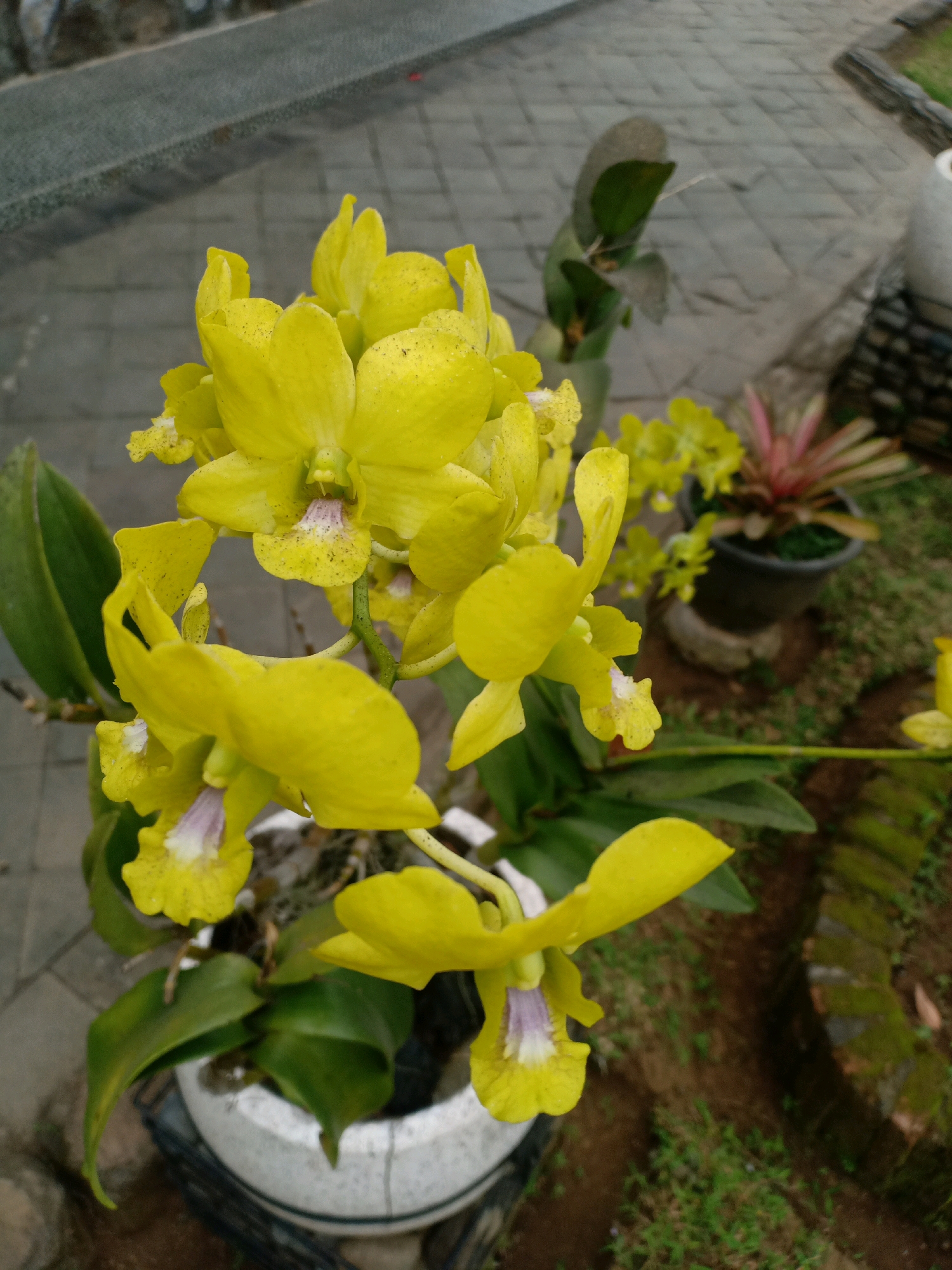 The image shows a cluster of bright yellow orchids with purple and white markings on their petals, growing in a white pot. The pot is placed on a paved pathway with a subtle gray and tan checkered pattern. In the background, there is soil with sparse green grass and a few other plants in pots, including a red and green plant. The scene appears to be outdoors, possibly in a garden or public space. The lighting suggests it is daytime. The overall setting suggests a location in Langkap, Indonesia, known for its tropical climate conducive to orchid cultivation.