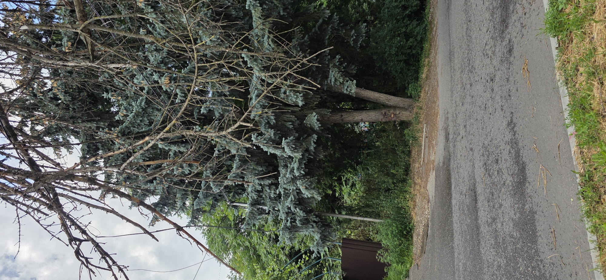 The image shows a large blue spruce tree with many dead branches in the foreground, partially obscuring a paved road. The tree is situated in a grassy area next to the road, with a brown fence and dense green foliage visible behind it. The sky is cloudy. The scene is likely located in Inozemtsevo, Russia, given the context of the request. There are no people or visible actions depicted in the image. The overall impression is one of a somewhat overgrown and weathered natural landscape adjacent to a residential or rural road.