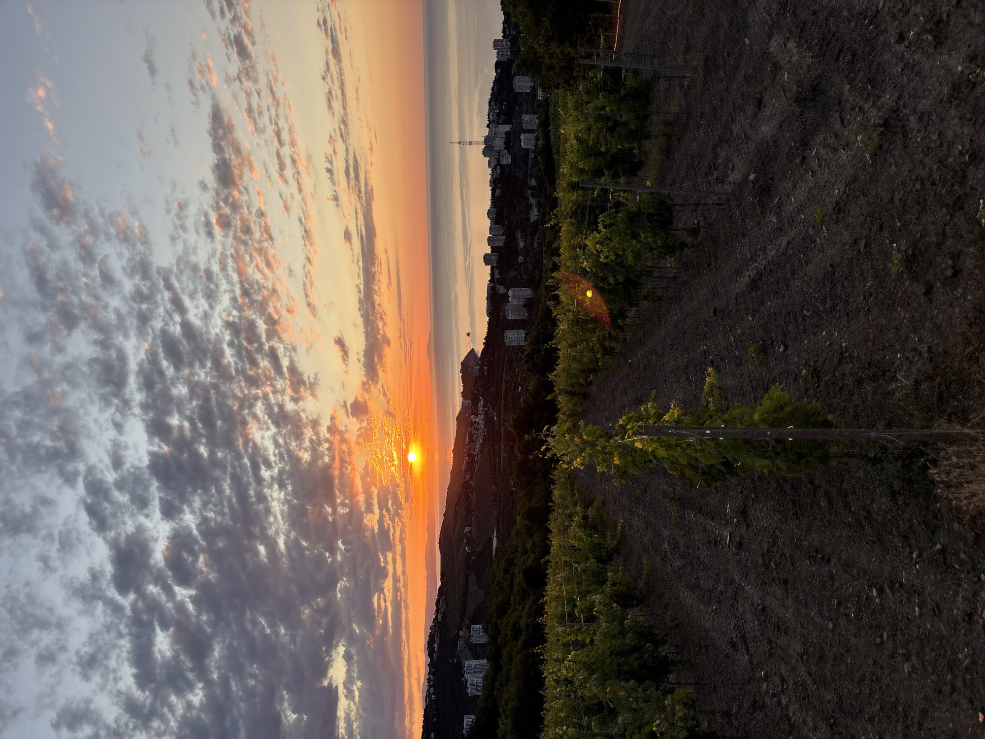 An expansive, high-angle view captures a sunset over the Black Sea, with a vineyard in the foreground. The sun, a vibrant orange disc, hovers just above the horizon, casting a warm glow across the sky and reflecting on the calm water. Wispy clouds, tinged with pink and orange, stretch across the upper portion of the frame.
In the middle ground, a coastal town is visible, dotted with white buildings of varying heights. The town sprawls across rolling hills that descend towards the sea. The vineyards in the foreground are neatly arranged in rows, with dark soil and lush green vines. The overall impression is one of a serene, rural landscape meeting a developed coastal area at dusk. The image appears to be taken from an elevated position, possibly a hillside overlooking the town and sea. The location is identified as Lavrovoe, Ukraine.