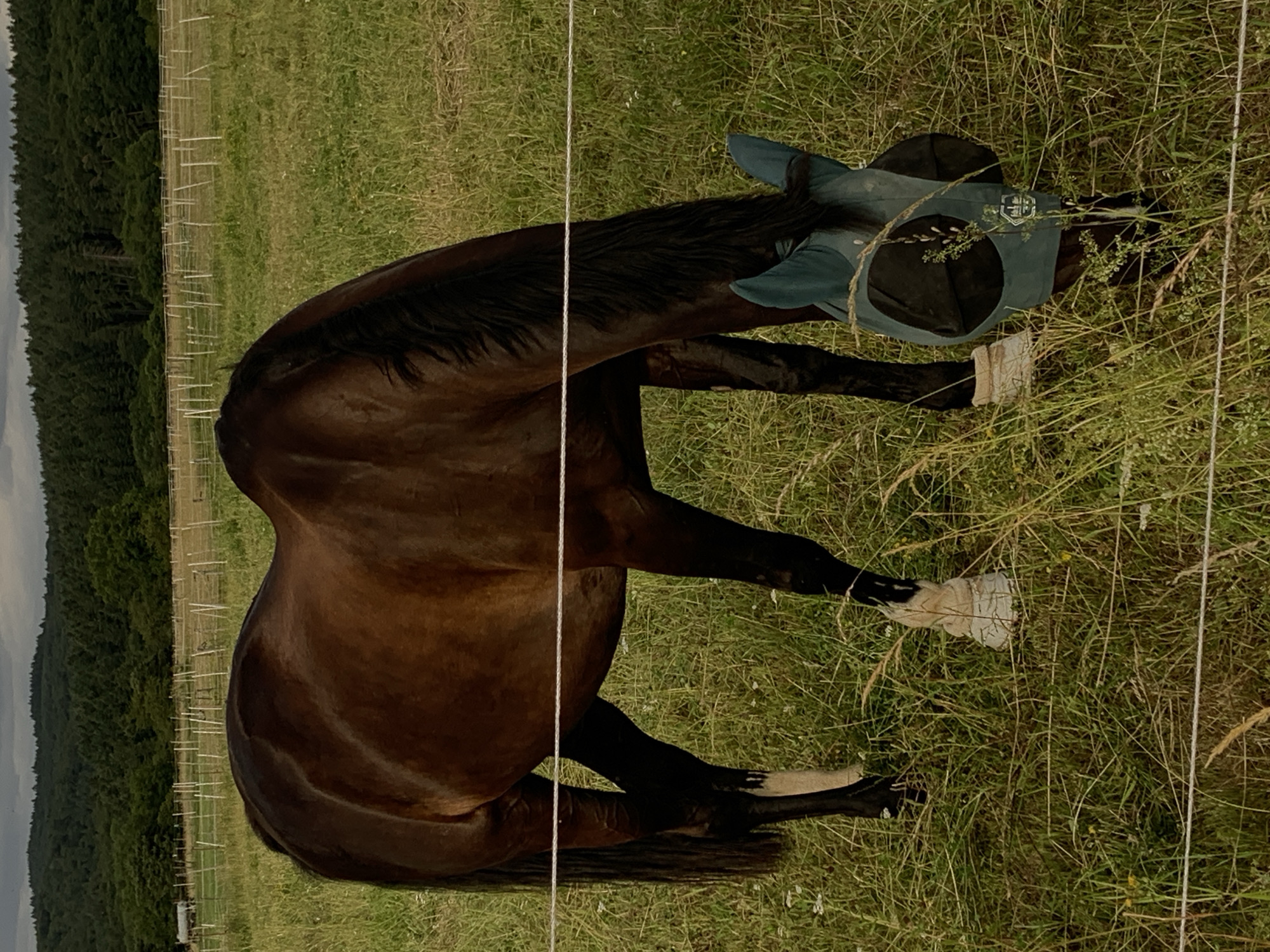 A dark brown horse with a teal fly mask is grazing in a grassy field. The horse is partially obscured by a white wire fence in the foreground. In the background, a dense forest lines a rolling hill under a cloudy sky. The scene is located in Oberquembach, Germany.