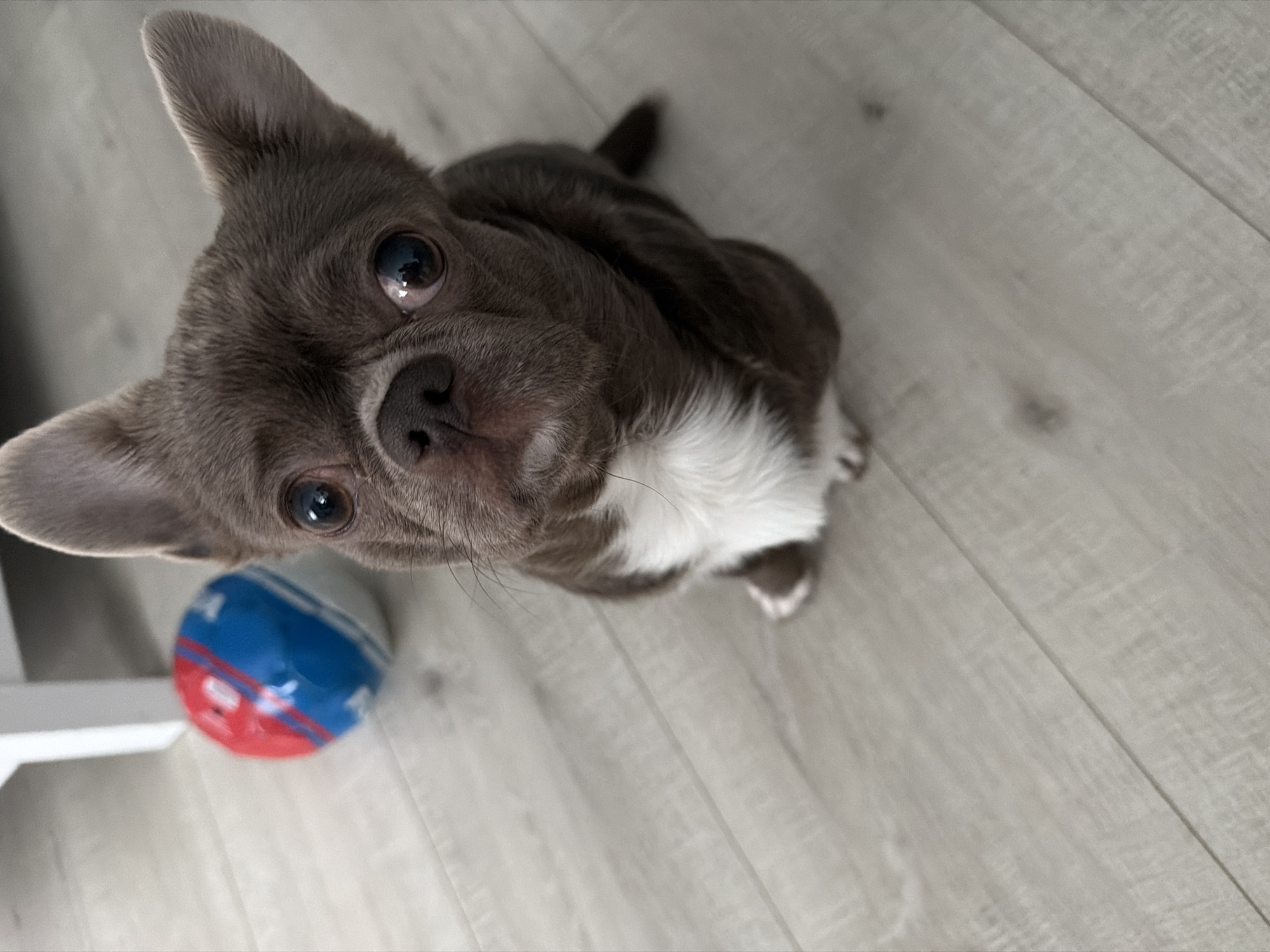 A small, greyish-brown dog with short fur and white markings on its chest and front paws is captured in a high-angle shot, looking directly up at the camera. Its large, dark eyes are wide and attentive, reflecting a light source. The dog's ears are upright, adding to its alert appearance. It is seated on a light-colored wooden or laminate floor, which forms the background of the image.
In the lower-left corner, a toy ball is partially visible. The ball is striped with red, white, and blue colors. White text is discernible on the blue section of the ball, spelling out "СПОРТ" (SPORT), and on the red section, text that appears to be "МИР" (PEACE/WORLD) is visible. A white object, possibly furniture, is also partially seen in the far lower-left. The scene is indoors, and the dog's expression suggests curiosity and engagement.