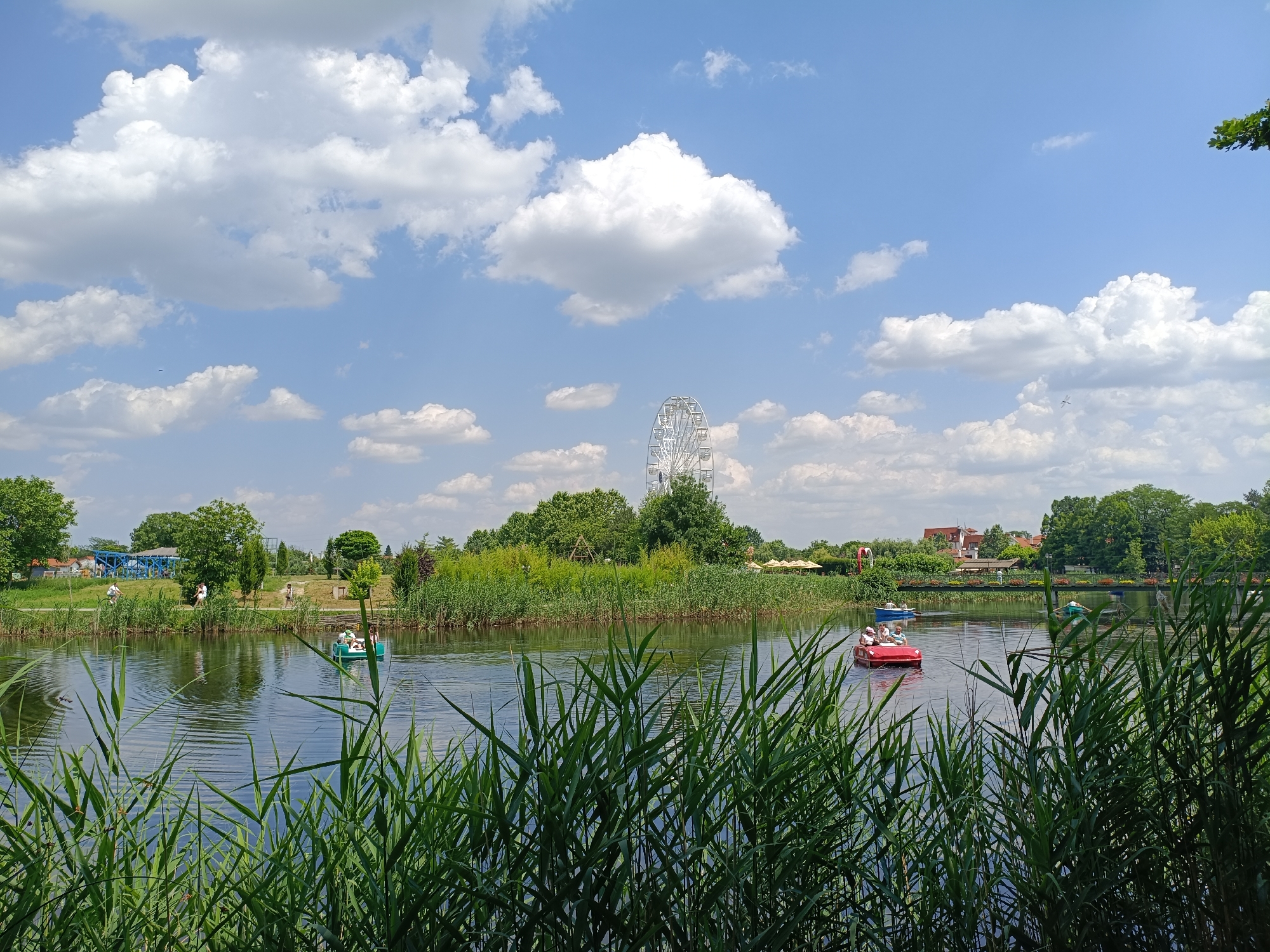 This image depicts a scenic view of a lake in Comana, Romania, on a bright, partly cloudy day. The foreground is dominated by tall, green reeds growing along the water's edge. The lake itself is calm, with ripples reflecting the blue sky and scattered white clouds. Several small pedal boats are visible on the water. One red pedal boat in the mid-right of the image carries three people. Another green pedal boat is further to the left with two people. In the distance, across the lake, is a lush green bank lined with trees. Beyond the trees, several buildings with red roofs can be seen. A Ferris wheel, a prominent landmark, stands tall in the background, hinting at a nearby amusement park or recreational area. People can be seen walking along a path by the lake in the middle ground. The overall atmosphere is one of leisure and outdoor recreation.