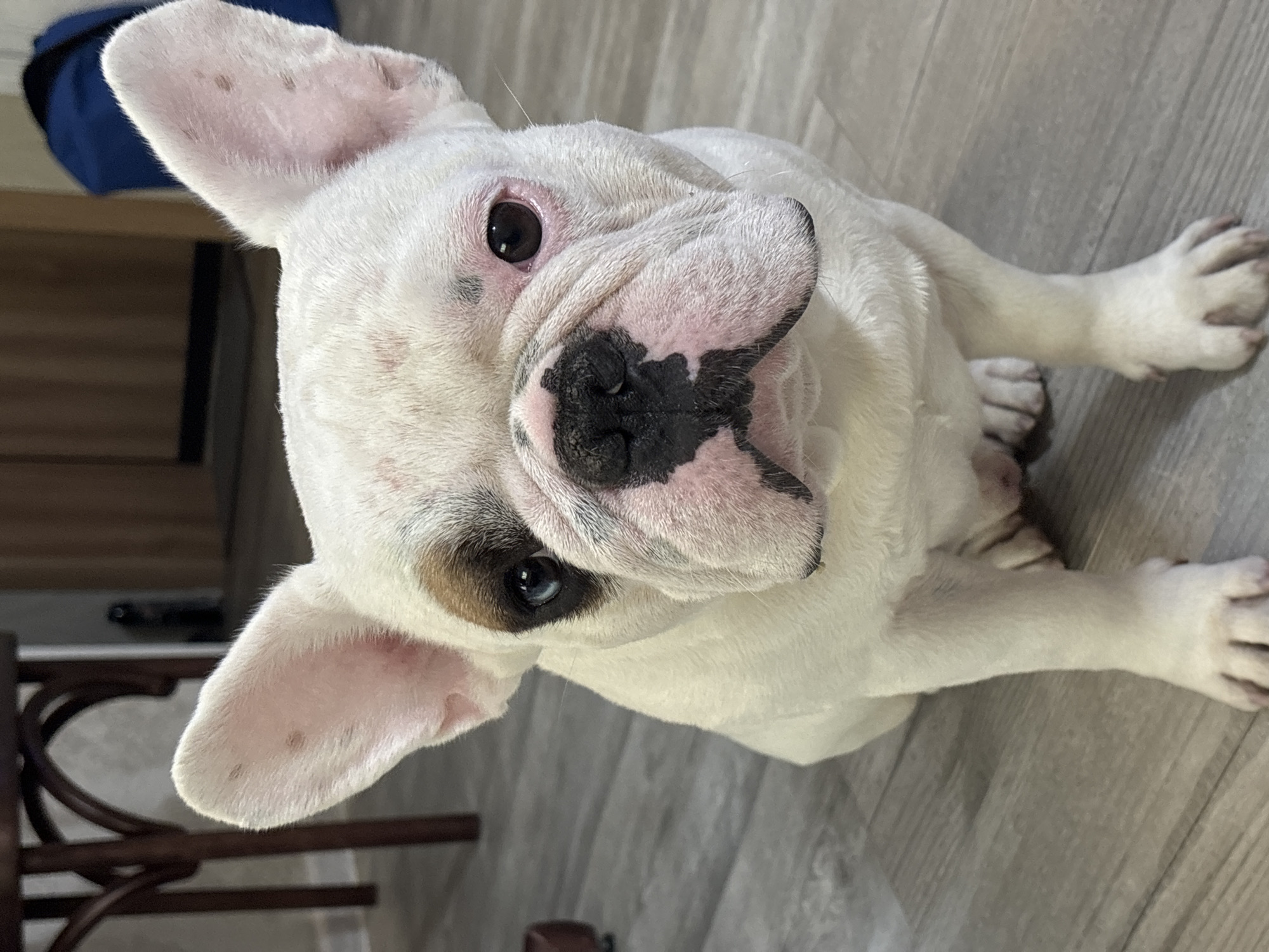 A French bulldog with white fur and brown and black markings sits on a wooden floor. The dog has one brown eye and one blue eye. In the background, a dark wooden table and a blue bag are visible. The scene is indoors.