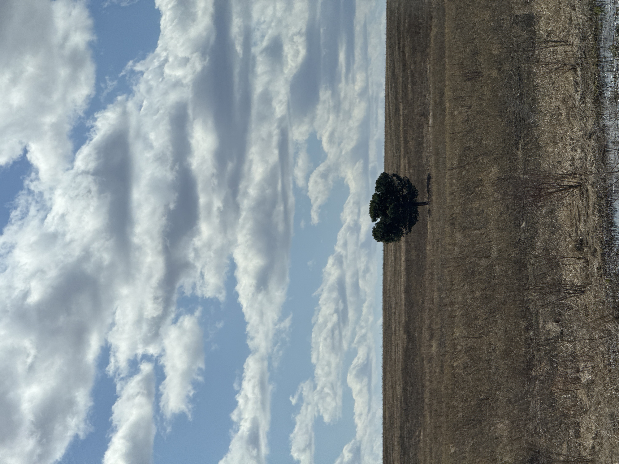 The image depicts a landscape. A single green tree stands in a dry, brown field. The left side of the image shows a blue sky with elongated white clouds running vertically. The environment appears rural and the field is covered in dry vegetation. No people are visible. The image provides no clues about the location being Zhandat, Russia.