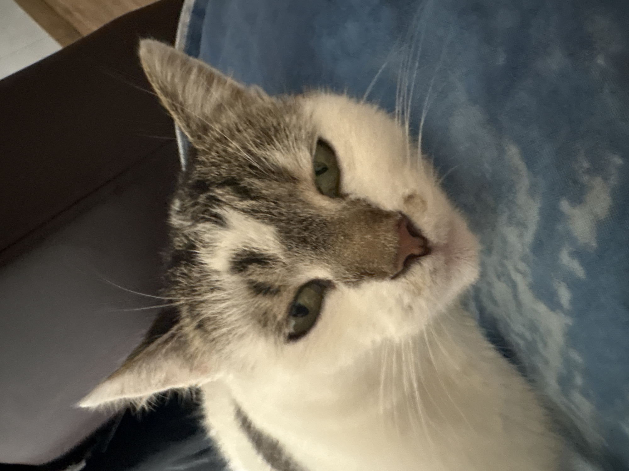 A close-up, eye-level shot shows a domestic cat with white and gray tabby markings resting on a blue surface. The cat's eyes are partially closed and have a green hue. Its nose is a light brown color. The background is dark and out of focus, suggesting an indoor setting. The image does not contain any elements that would indicate a specific location in Drożki, Poland.