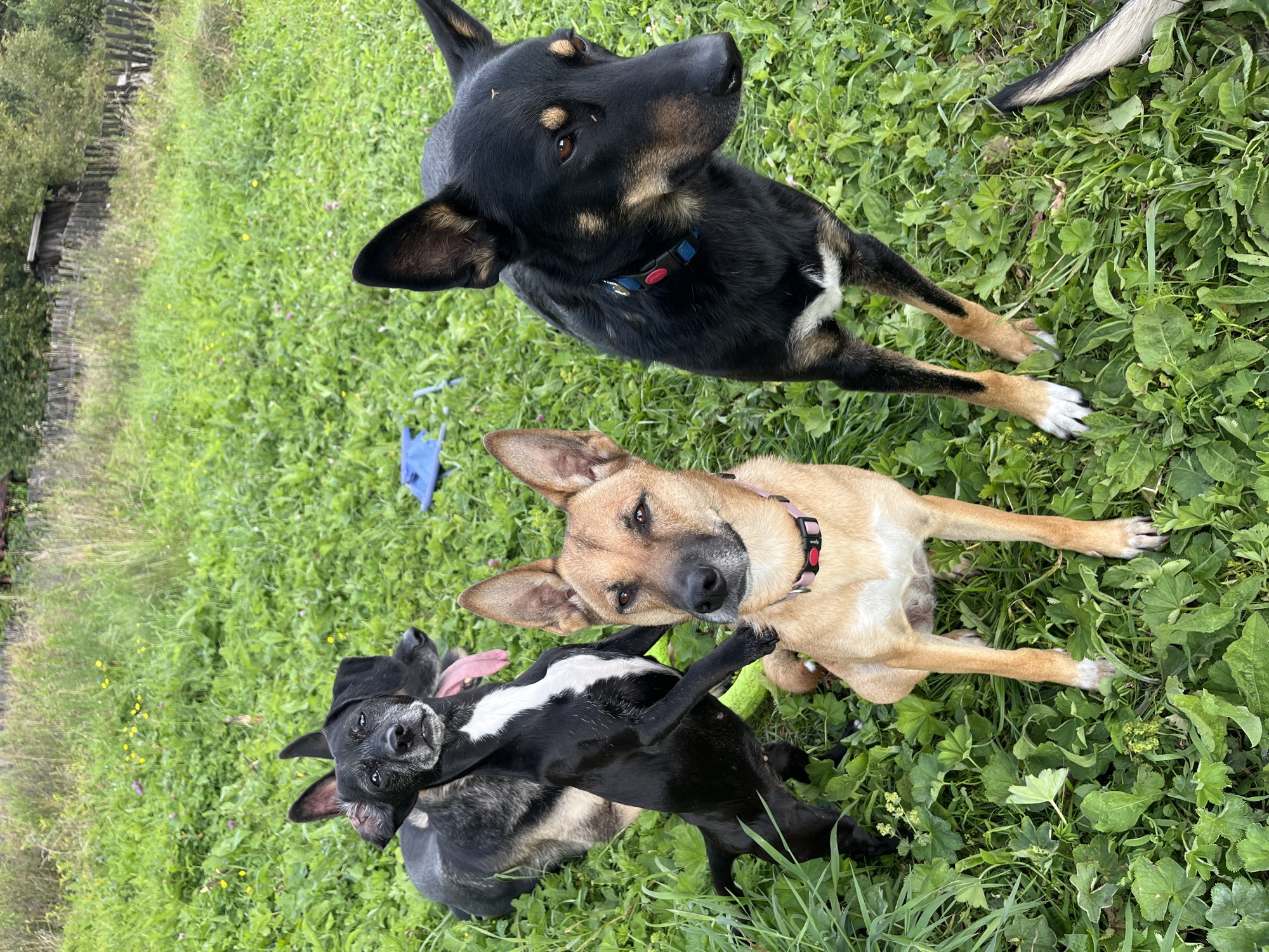 The image depicts three dogs in a grassy, outdoor environment, likely a yard or park. The central subject is a light brown dog with erect ears, sitting and looking towards the camera. To its left and slightly behind, a black and white dog is standing on its hind legs, with its front paws resting on the back of a darker dog that is lying down. The lying dog is mostly obscured, but appears to be a darker breed with some grey markings around its face. The background consists of tall green grass with scattered small yellow and pink flowers, and a wooden fence and a small structure are visible in the distance. The scene is outdoors during the daytime, with natural lighting. The location is identified as being in Nizhny Tagil, Russia.