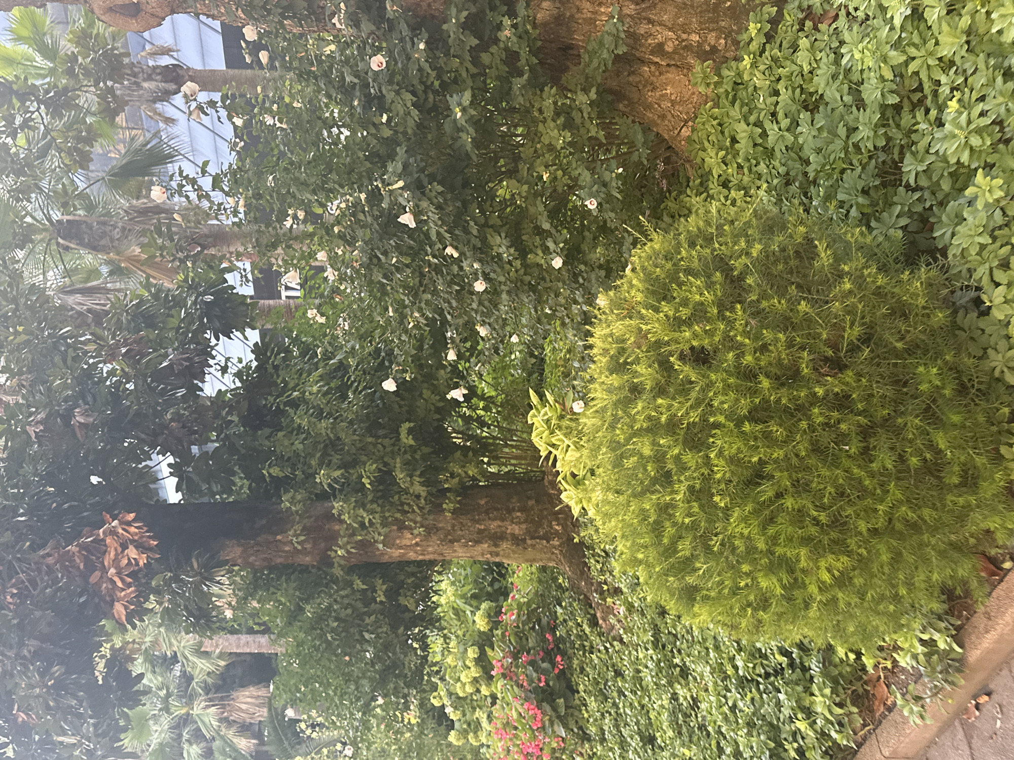 A lush green garden scene, likely in Sochi, Russia, showcases a dense variety of foliage. In the foreground, a large, spherical bush with fine, needle-like leaves dominates the lower right quadrant. Behind it, a thick carpet of smaller, broad-leafed green plants covers the ground. To the left, a patch of vibrant pink flowers adds a pop of color, interspersed with lighter green, clustered blossoms. A sturdy, mature tree with rough bark stands tall in the mid-ground, its trunk partially obscured by the surrounding vegetation. In the background, palm trees with feathery fronds reach upwards, and the blurry outlines of modern buildings with reflective glass facades suggest an urban setting. White flowers are visible on several bushes, scattered throughout the scene. The lighting suggests an overcast or shaded environment, with soft, diffused light. There are no people or animals visible in the image.