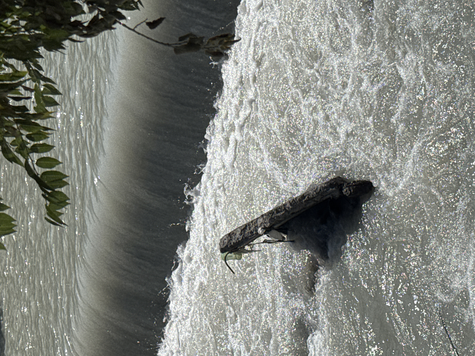 The image shows a close-up view of a waterfall or rapids in a river with a piece of debris, possibly wood, partially submerged in the churning water. The debris has a green plastic object and some string or wire attached to it. Above the water, tree branches with green leaves are visible, suggesting an outdoor natural setting. The water is reflecting sunlight, creating a sparkly effect. The scene is a natural environment, not specifically identifiable as being within the city of Bishkek, Kyrgyzstan, as no urban landmarks or specific city features are present.