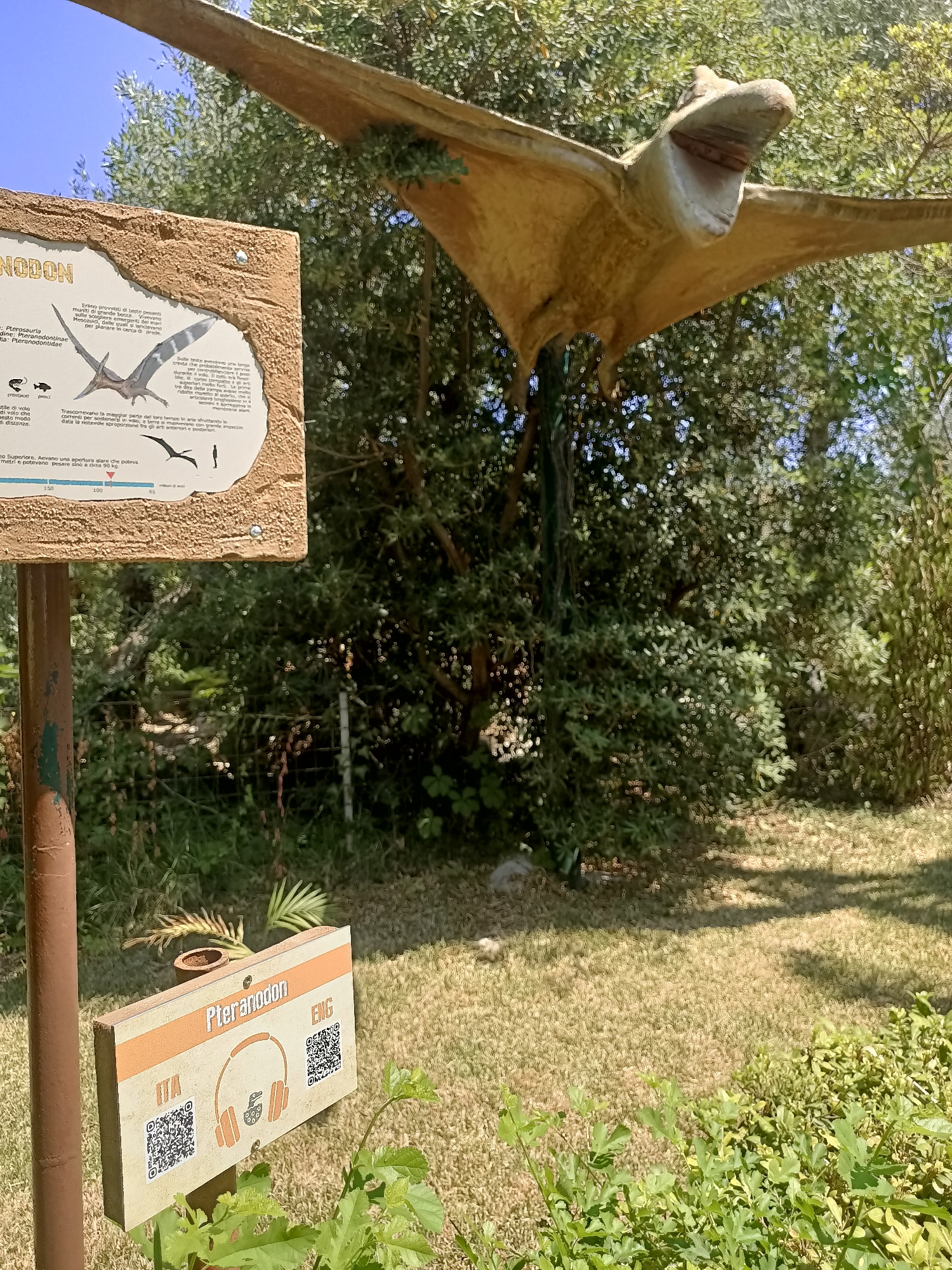 This image captures a close-up view of a Pteranodon model, a prehistoric flying reptile, set against a backdrop of lush green trees and a bright blue sky. The Pteranodon, a large beige model with its mouth open, is positioned in the upper right quadrant of the frame, its wings outstretched. In the foreground, a wooden informational sign is visible, with text in Italian and English, and QR codes for further information. The sign is attached to a brown pole. Another smaller sign with "Pteranodon" and "ENG" is in the lower right, also featuring QR codes and an icon of headphones. The ground is covered in dry grass, with some leafy green plants in the lower right corner. The overall setting appears to be an outdoor park or exhibit, possibly a dinosaur park, given the nature of the model. This scene is located in the city of Carini, Italy, which is known for its tourist attractions, including those that feature natural history and prehistoric life.