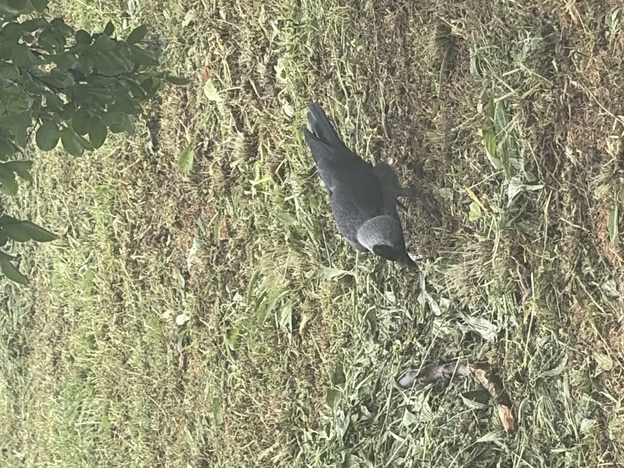 A Western Jackdaw stands in a grassy area in Plovdiv, Bulgaria. The bird is black with a grey nape and neck. The ground is covered with green and brown grass, with some leaves and twigs scattered around. Part of a tree with green leaves is visible in the upper left corner. The jackdaw is facing towards the right.