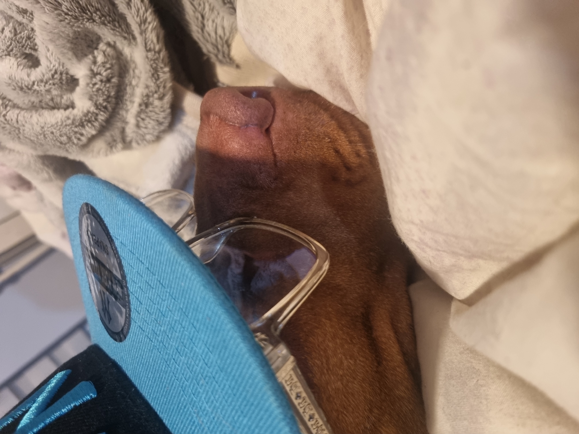 A close-up image shows a brown dog's nose and face partially covered by a white sheet and a gray blanket. A light blue baseball cap and a pair of glasses rest near the dog's face. The location is Unknown, Unknown.