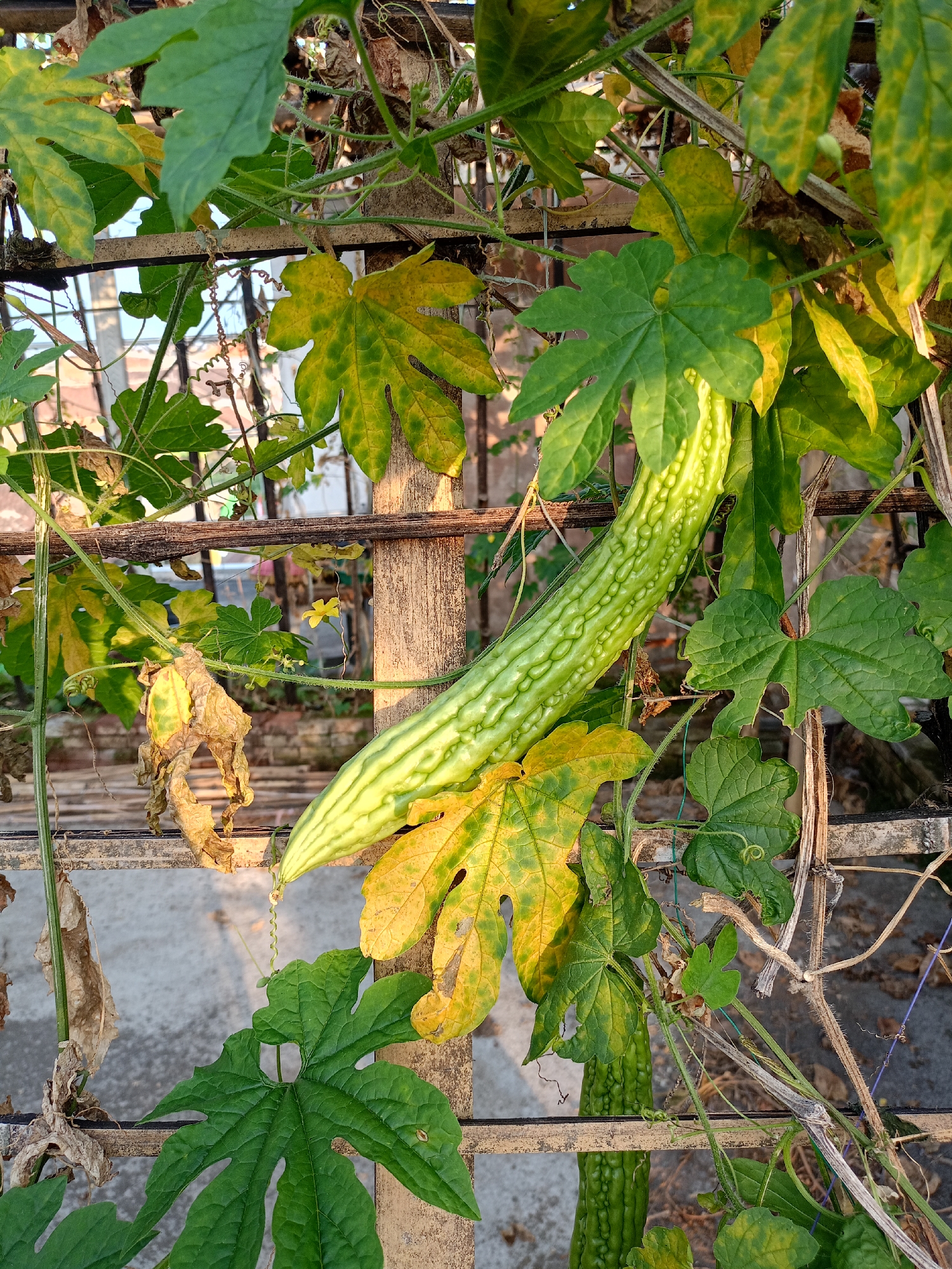 A green bitter melon hangs from a vine attached to a trellis made of wood and metal. The vine has large, lobed leaves, some of which are yellowing or dried out. The background shows a concrete surface and what appears to be buildings, suggesting an urban or suburban setting, possibly in Batu, Indonesia. The overall scene depicts a plant growing in an outdoor environment.