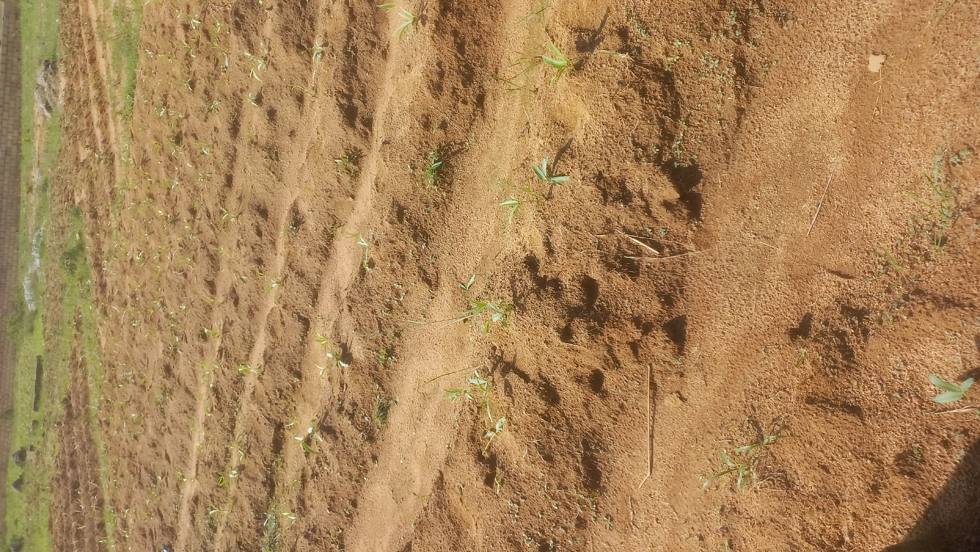The image depicts a field of young crops, likely corn, in Kwang, Nigeria. The soil is a light brown, sandy texture, with rows of plants clearly visible. The plants are small and green, with a few leaves each. In the background, a brick wall and some overgrown vegetation can be seen. The overall impression is one of agricultural activity in a rural setting.
