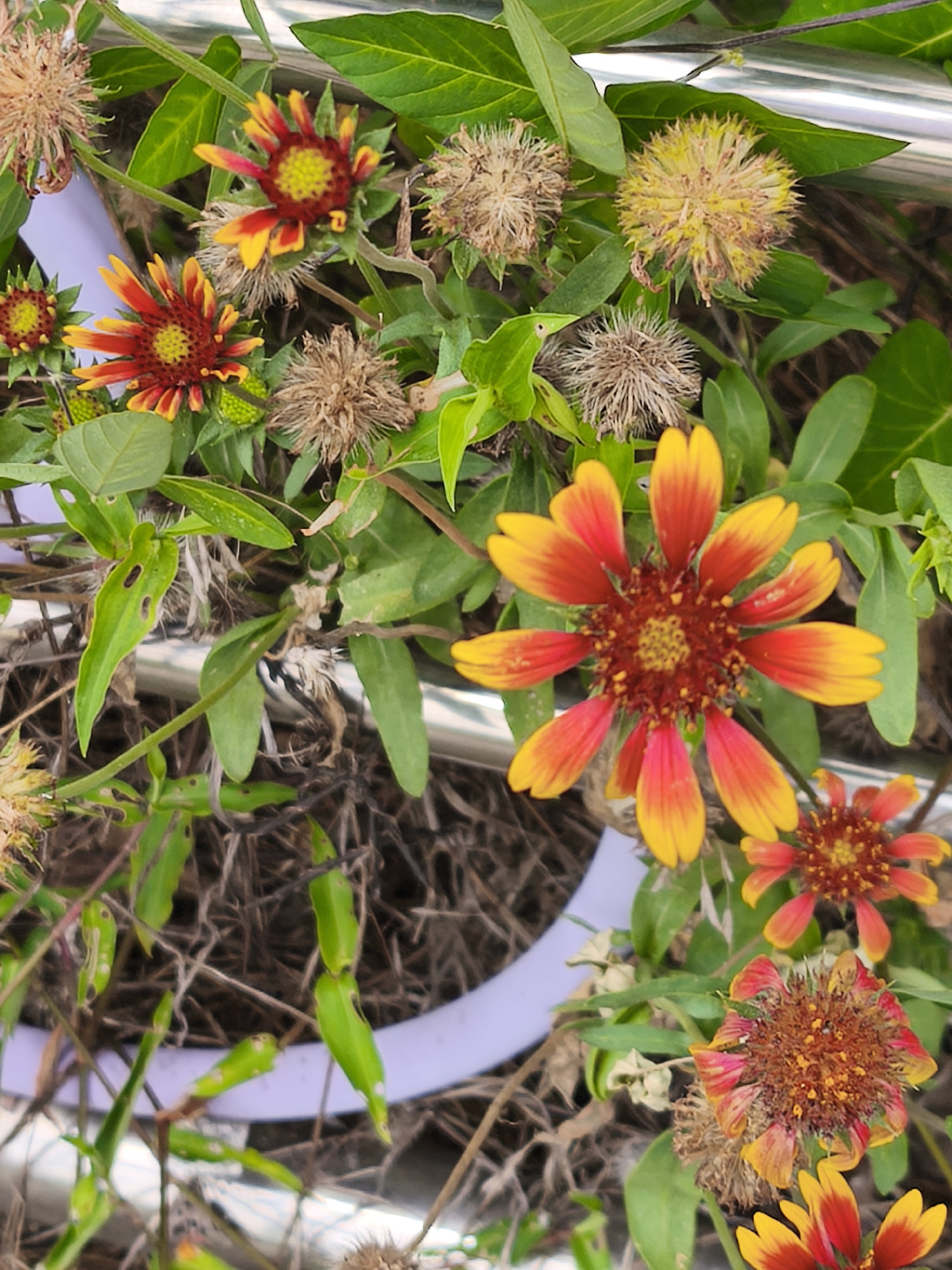 A close-up, high-angle shot captures a cluster of Gaillardia flowers, also known as blanket flowers, in Asan-si, South Korea. The vibrant petals, a gradient of red and yellow, contrast with the surrounding green foliage and the muted tones of dried seed heads. A metallic tube, likely part of a garden structure or railing, runs horizontally through the scene, its reflective surface catching the light. In the background, a purple band or tape is visible, encircling a collection of dried grass and organic debris. The image is a still life, focused on the botanical subjects and their immediate surroundings, with no people or discernible human activity present. The overall impression is one of natural beauty amidst an urban or cultivated outdoor setting.