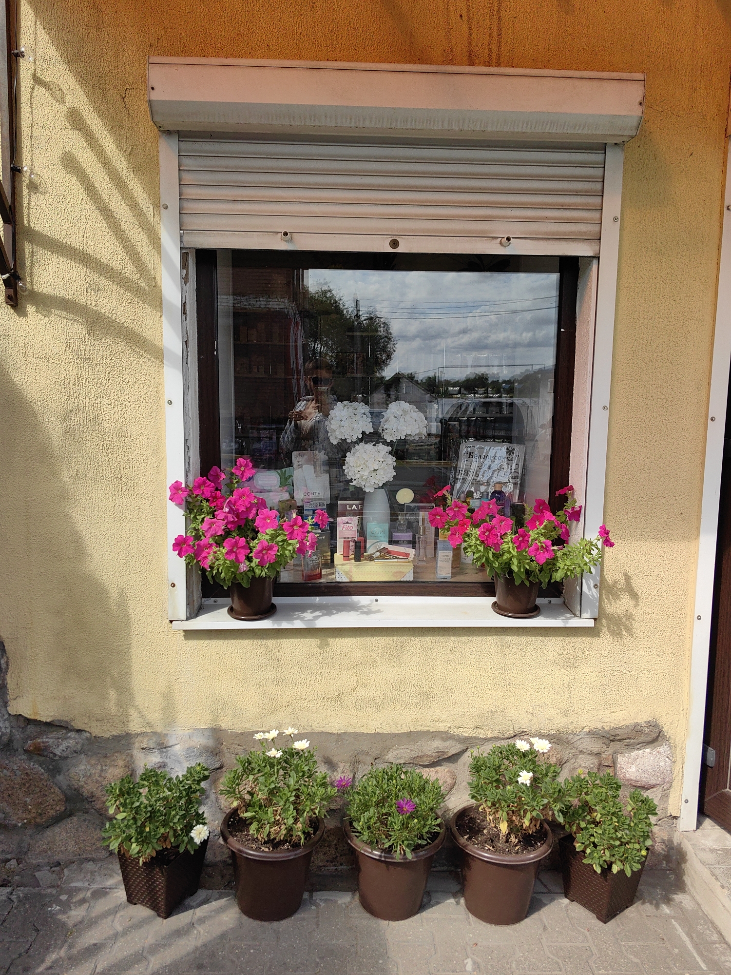A storefront window in Pastavy, Belarus, is adorned with potted flowers. The window is covered by a light-colored roller shutter and reflects the sky and surrounding buildings. Inside the window, various cosmetic products are displayed, including bottles and boxes. On the windowsill, two large potted plants with bright pink flowers sit on either side of the display. Below the window, a row of smaller potted plants with green foliage and occasional white or purple flowers are arranged on a paved walkway. The building's exterior wall is painted a textured yellow, and a rough stone foundation is visible at the base. Sunlight casts shadows from a metal security grate onto the wall.