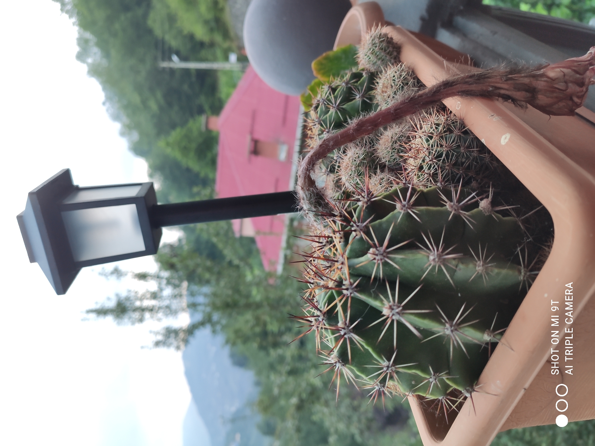 A close-up shot features a long, brown, dried cactus flower hanging from a planter filled with various cacti. In the foreground, a large cactus with prominent spines dominates the left side of the frame, while smaller cacti fill the rest of the planter. The planter is made of light brown plastic and rests on a ledge. Behind the cacti, a black garden light with a frosted white panel stands tall. In the mid-ground, a house with a red tiled roof is visible, nestled amongst lush green trees on a hillside. The background shows a hazy, mountainous landscape under an overcast sky. The image is a photograph, likely taken outdoors on a balcony or terrace, offering a view of a residential area in Akçaabat, Turkey.