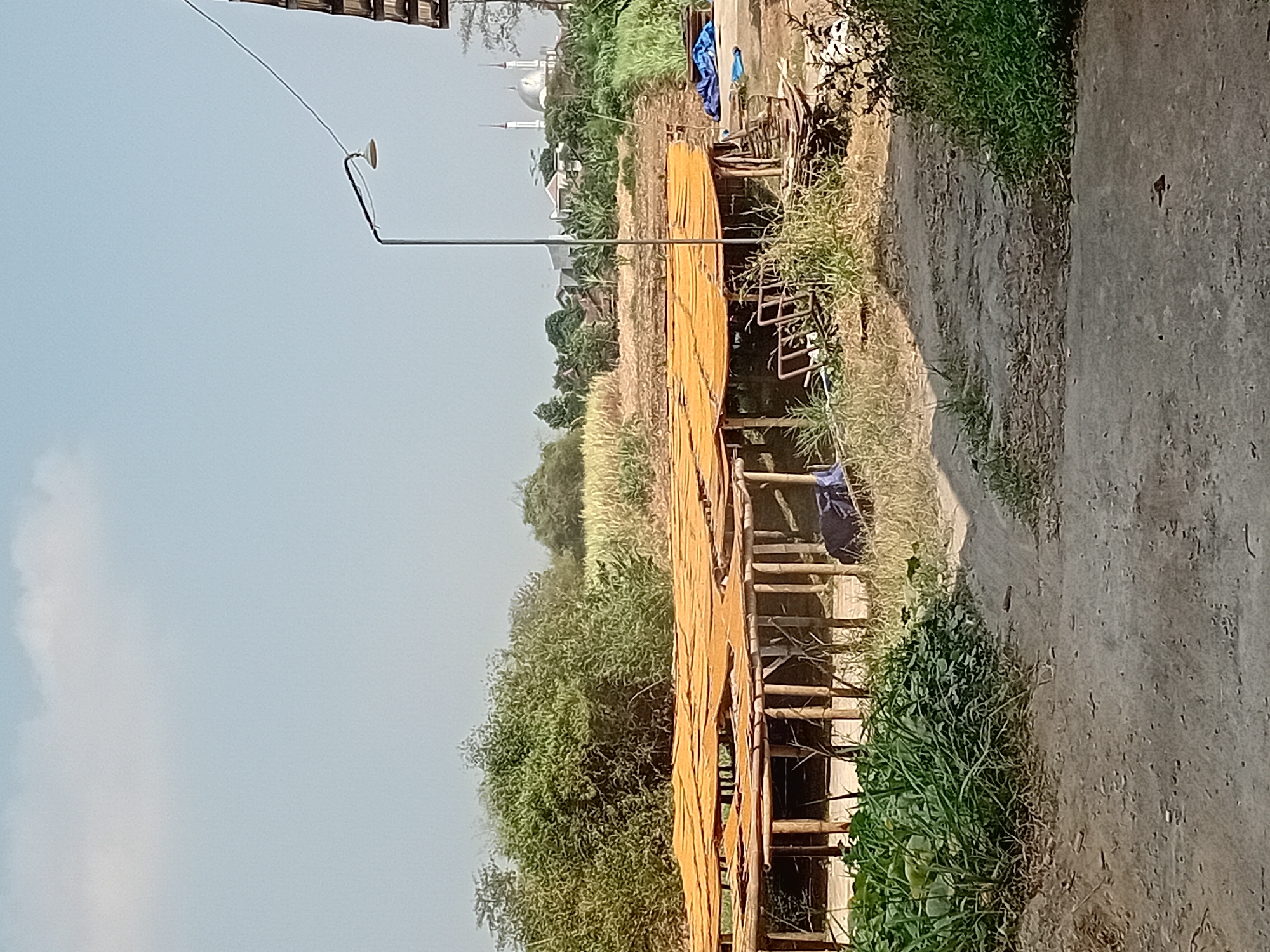 The image shows an outdoor drying area in Gebog, Indonesia. Numerous wooden structures with flat, orange-colored coverings are spread across the foreground and midground, suggesting they are used for drying goods. These structures are supported by wooden poles and appear to be arranged in rows. In the background, lush green trees and vegetation are visible, along with some buildings and two white mosque domes, indicating a rural or semi-urban setting. A dirt path leads into the scene from the bottom foreground. The sky is clear and blue. The image depicts a typical scene of agricultural or artisanal production in the region.