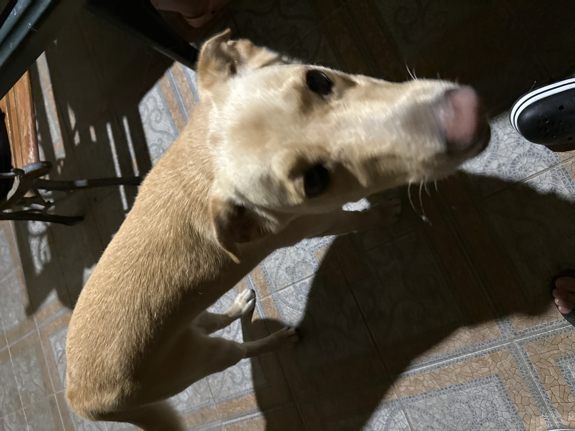 A tan dog stands on a tiled floor, looking towards the camera. The dog's head is partially blurred. The background shows shadows cast by furniture, including a table and chairs. A person's foot wearing a black Croc-style shoe is visible in the lower right corner. The scene appears to be indoors, possibly in a residential setting. The location is not identified as Sochi, Russia.