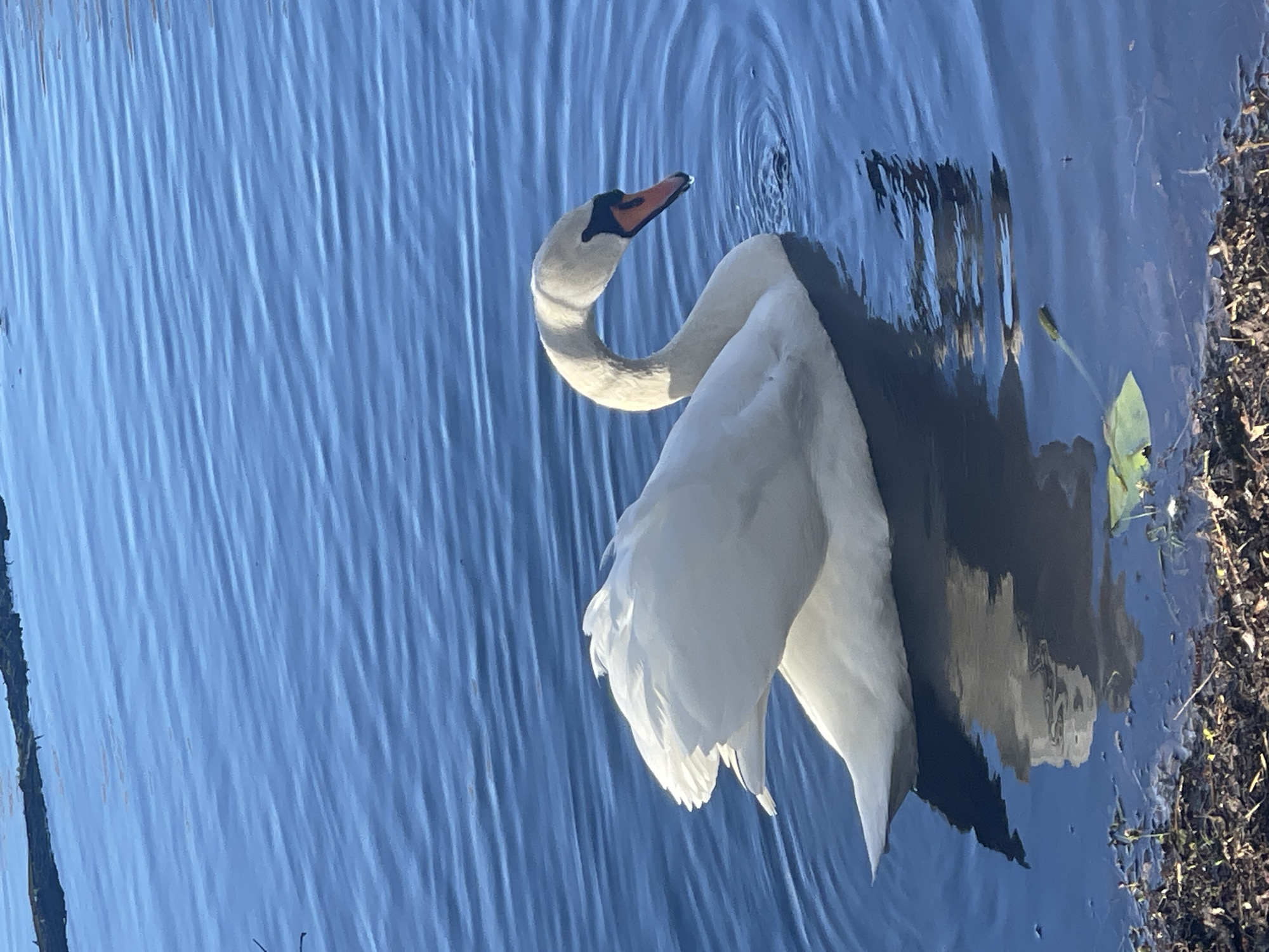 A white swan swims on a blue body of water with ripples. The swan has a black and orange beak and its wings are partially outstretched. A shadow of the swan appears in the water. The edge of the water is bordered by brown vegetation. The image orientation is vertical. It is not possible to determine the location of the image as Berlin, Germany without additional information.