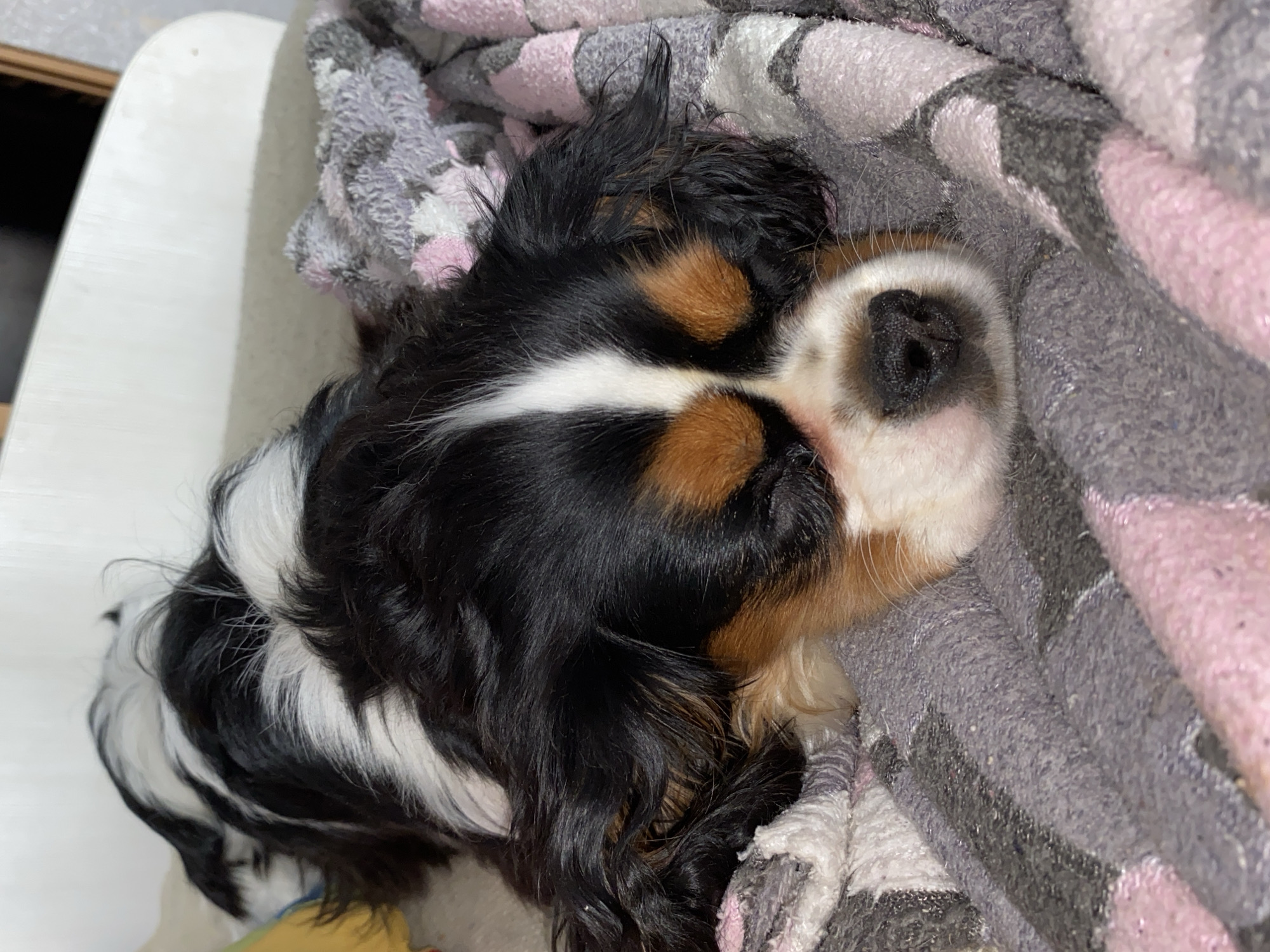 A Cavalier King Charles Spaniel is resting on a patterned blanket of gray, white, and pink. The dog is tricolor (black, white, and tan) and appears to be sleeping. The location is not identifiable as being in Votkinsk, Russia. A white surface is visible to the left of the dog.