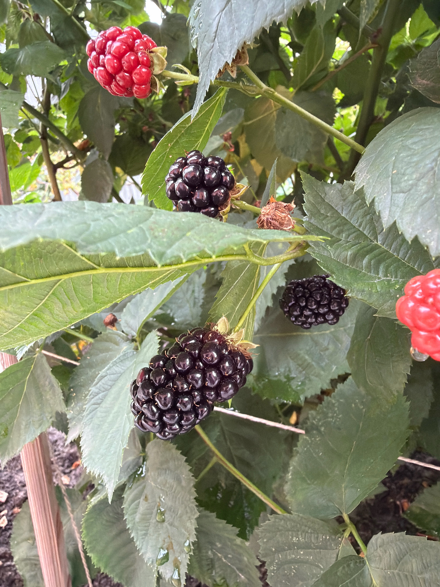 The image shows a close-up view of a blackberry bush with several ripe and unripe berries. The berries are a mix of dark purple and bright red, clustered on thorny stems with green leaves. Some leaves appear wet, suggesting recent rain. The background is blurred, but it appears to be an outdoor environment, possibly a garden or backyard. No people or specific landmarks of Orekhovo-Zuyevo, Russia, are visible. The focus is entirely on the details of the blackberry bush and its fruit.