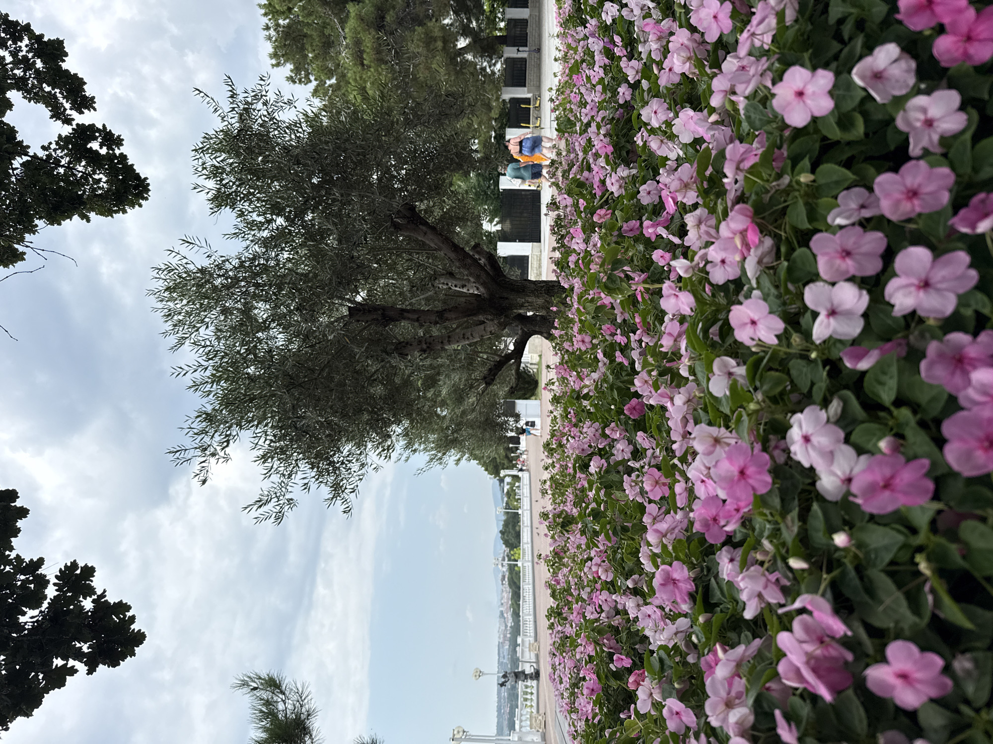 The image depicts a scenic view in Gelendzhik, Russia, characterized by a foreground filled with vibrant pink impatiens flowers. These flowers are densely planted, creating a lush carpet of blossoms. Behind the flower bed, a large, mature olive tree stands prominently, its branches spreading wide. In the middle ground, a white railing lines a pathway, beyond which several people are walking. Some individuals are visible near the railing, while others are further back, strolling along the promenade. An olive grove is visible further in the distance on the right side of the image, along with a blurred cityscape or townscape in the background, suggesting this is a well-maintained public area, possibly a park or waterfront promenade. The sky above is overcast, with clouds indicating a diffused lighting condition. Two individuals are walking away from the camera towards a black fence, one wearing a blue skirt and the other a green shirt.