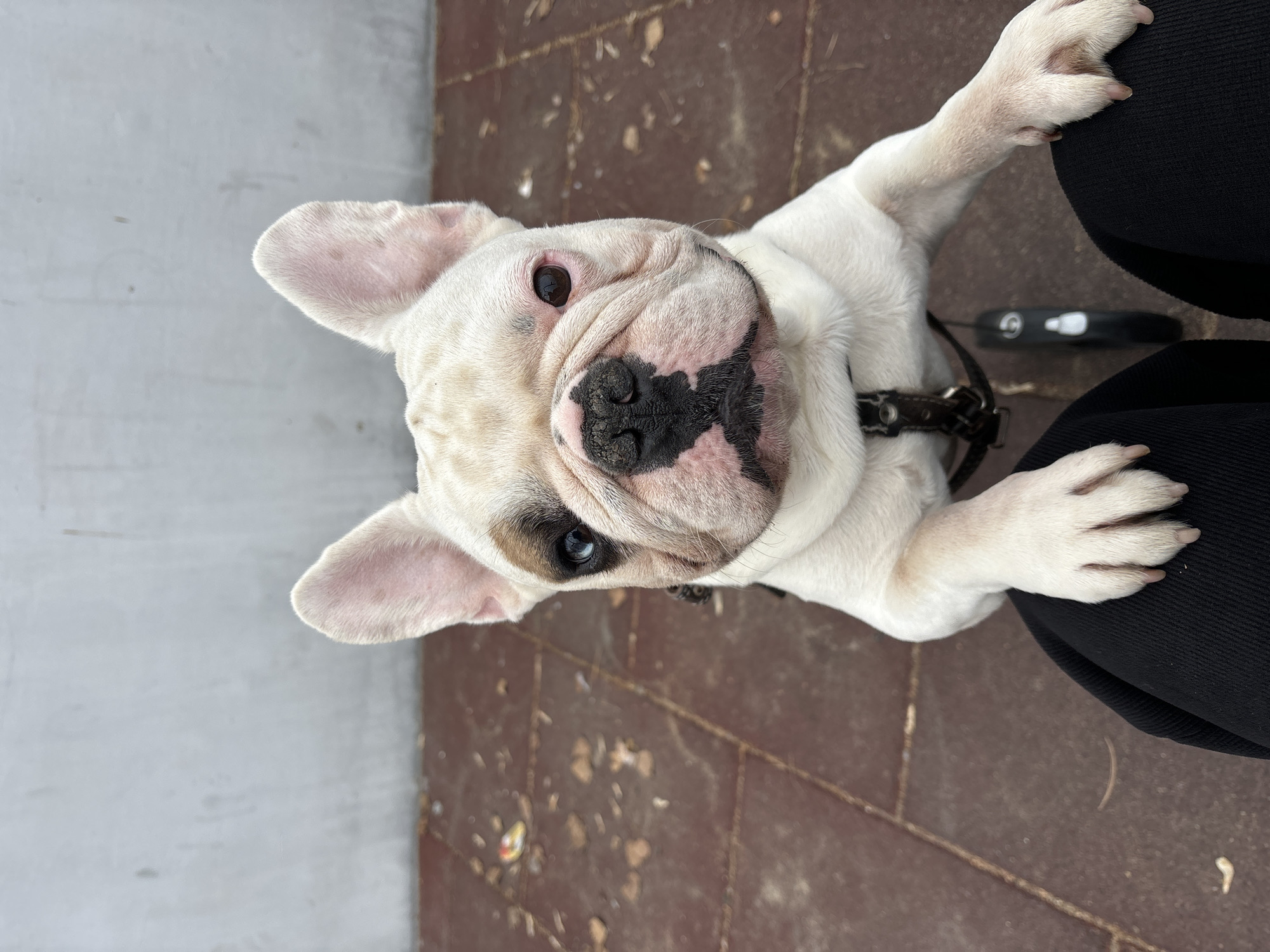 An overhead shot captures a white French Bulldog looking up directly at the camera. The dog has striking black patches on its nose and around its left eye, with its ears perked attentively. Its front paws are gently resting on the leg of a person, who is only partially visible on the right, clad in black attire. A dark leather collar is visible around the dog's neck, and a black retractable leash can be seen on the ground nearby.
The setting appears to be outdoors during daylight hours. The ground beneath the dog and person is paved with reddish-brown tiles, while a light grey wall or surface forms the background on the left. The dog's curious and expectant expression suggests it is seeking attention or interacting with its owner. There is no visible text in the image. The scene is set in Chaikovsky, Russia.